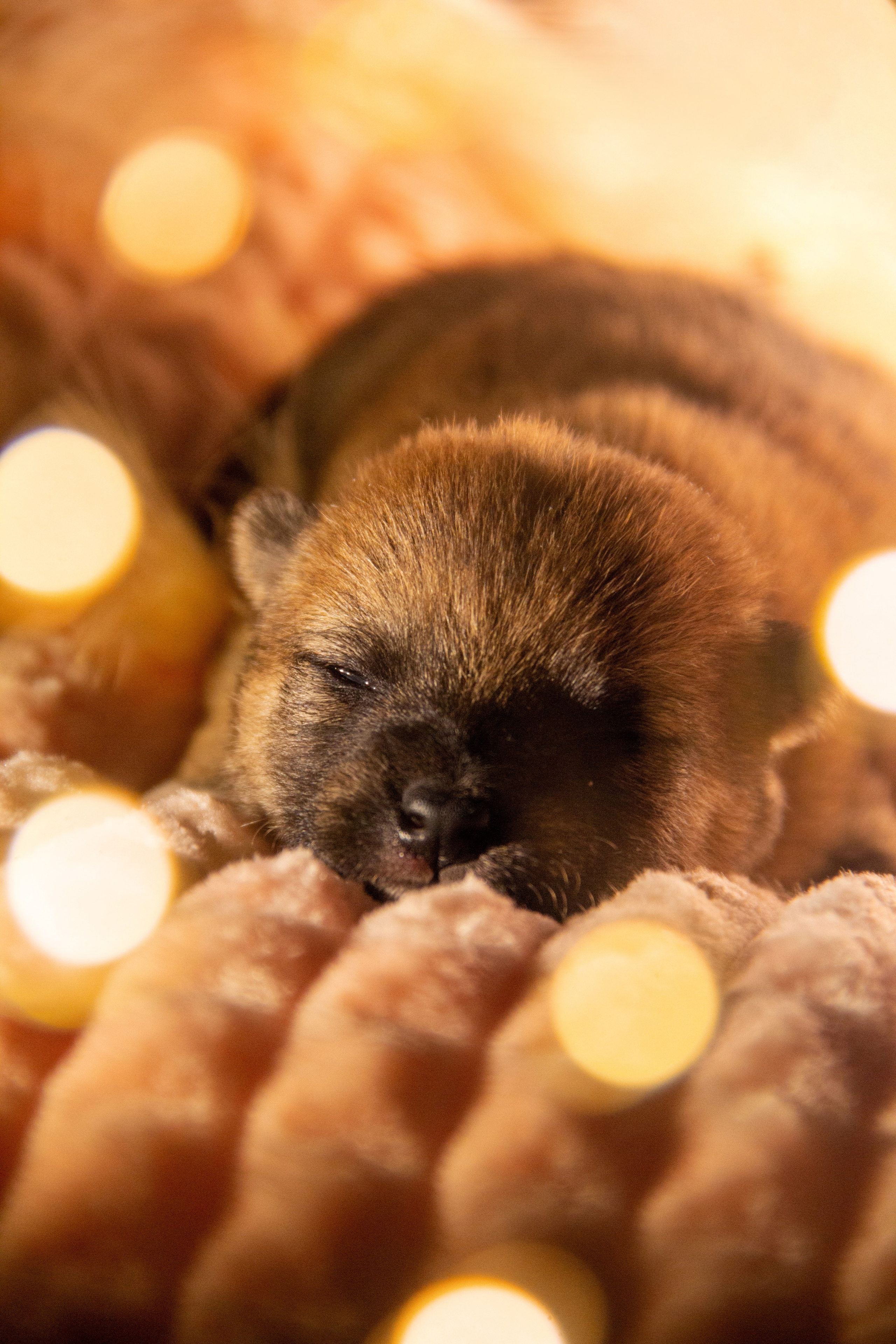 Щенки. Фотограф — анималист в Москве и области Ольга Петракова