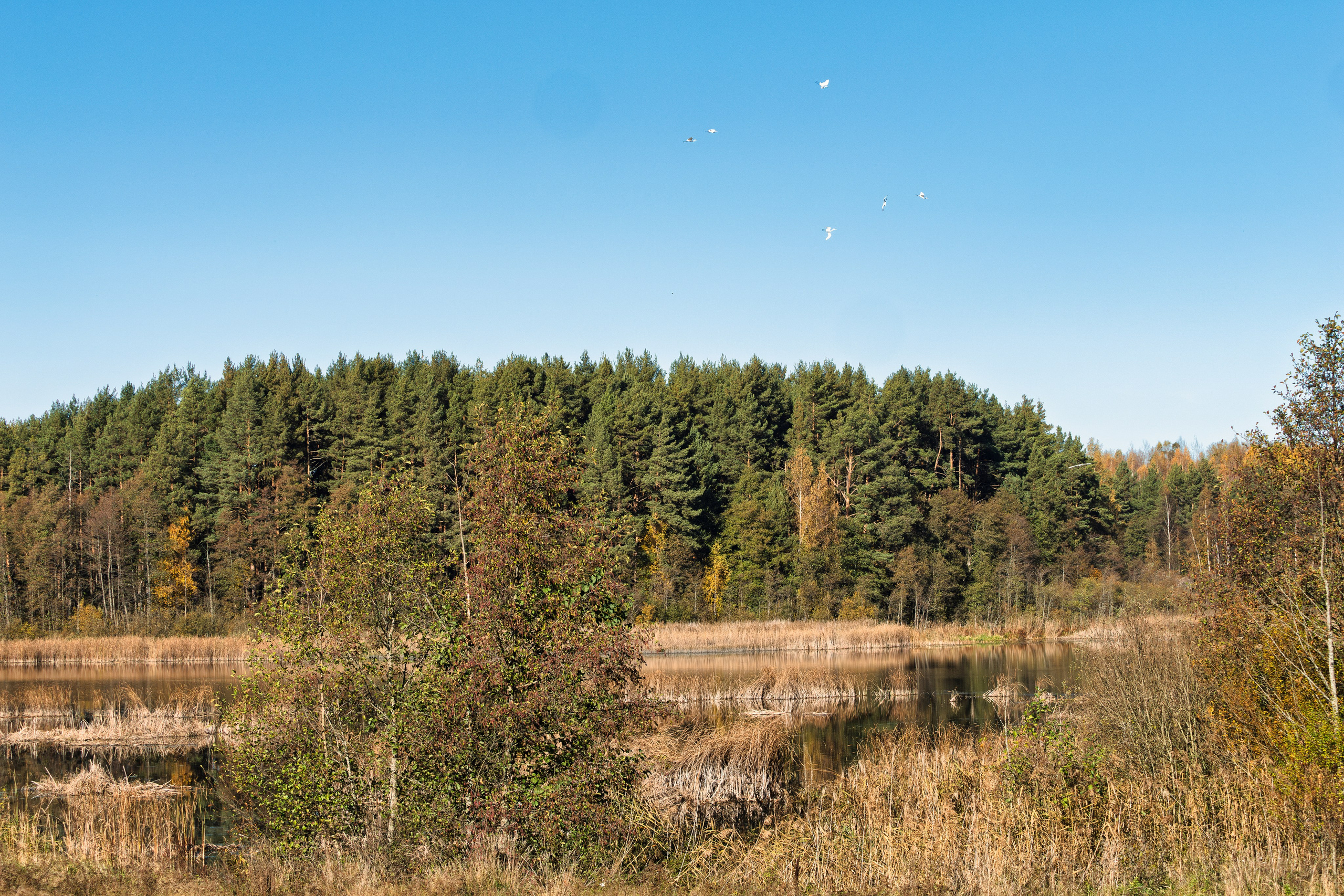 Голубые озера, Псковская область. Октябрь 2024. Фотограф Никифоров-Гордеев Сергей. Москва и МО