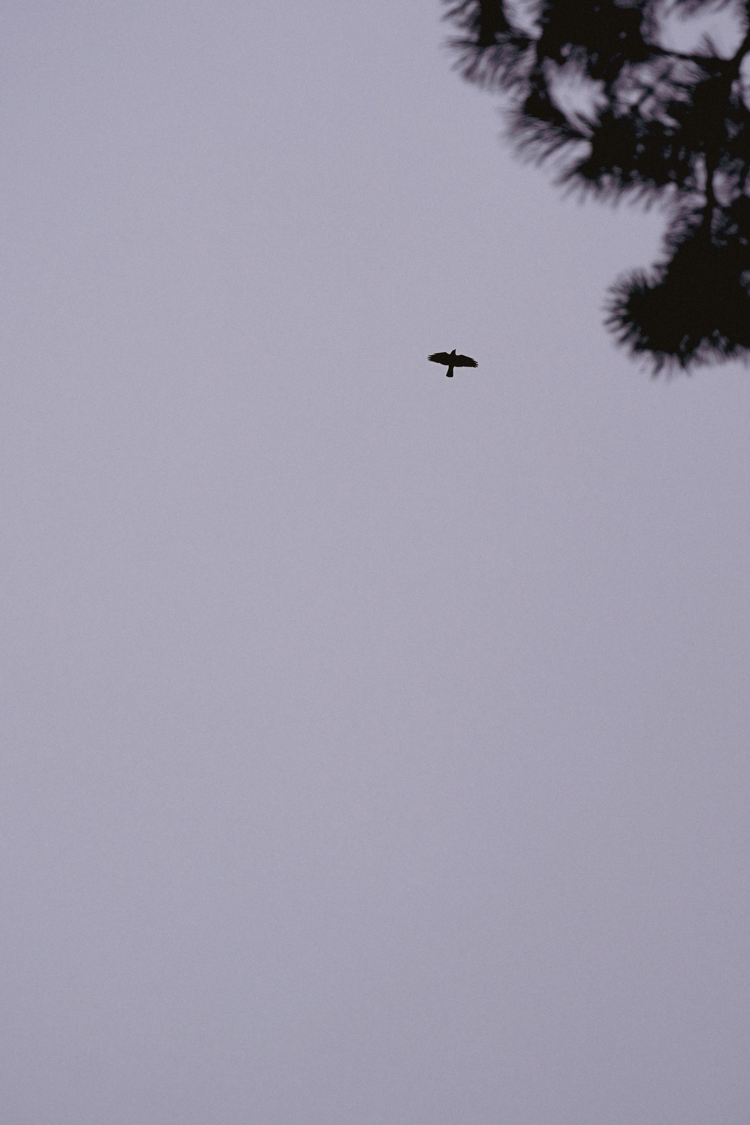 Уличная Съемка (3). Видео и Фото