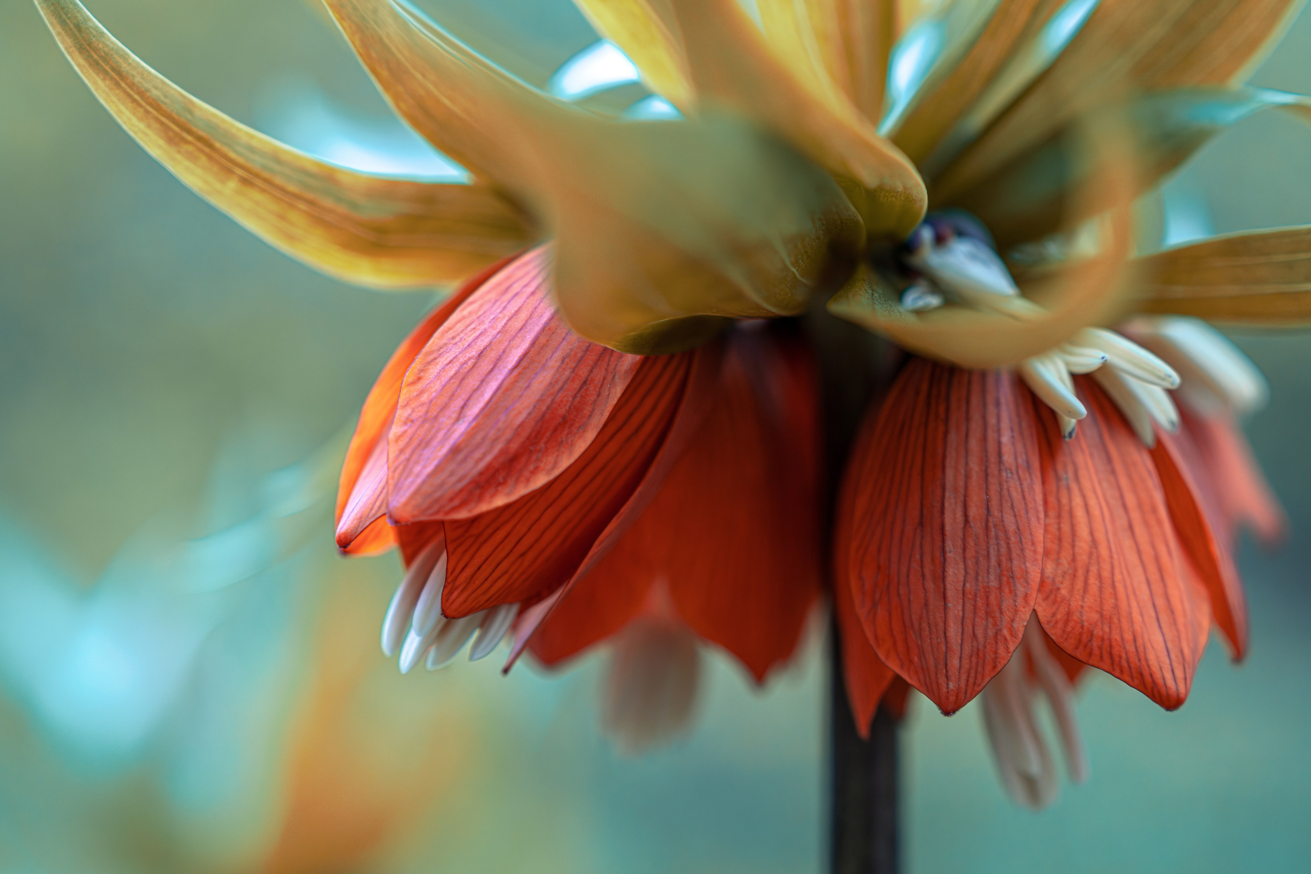 Большой красивый цветок