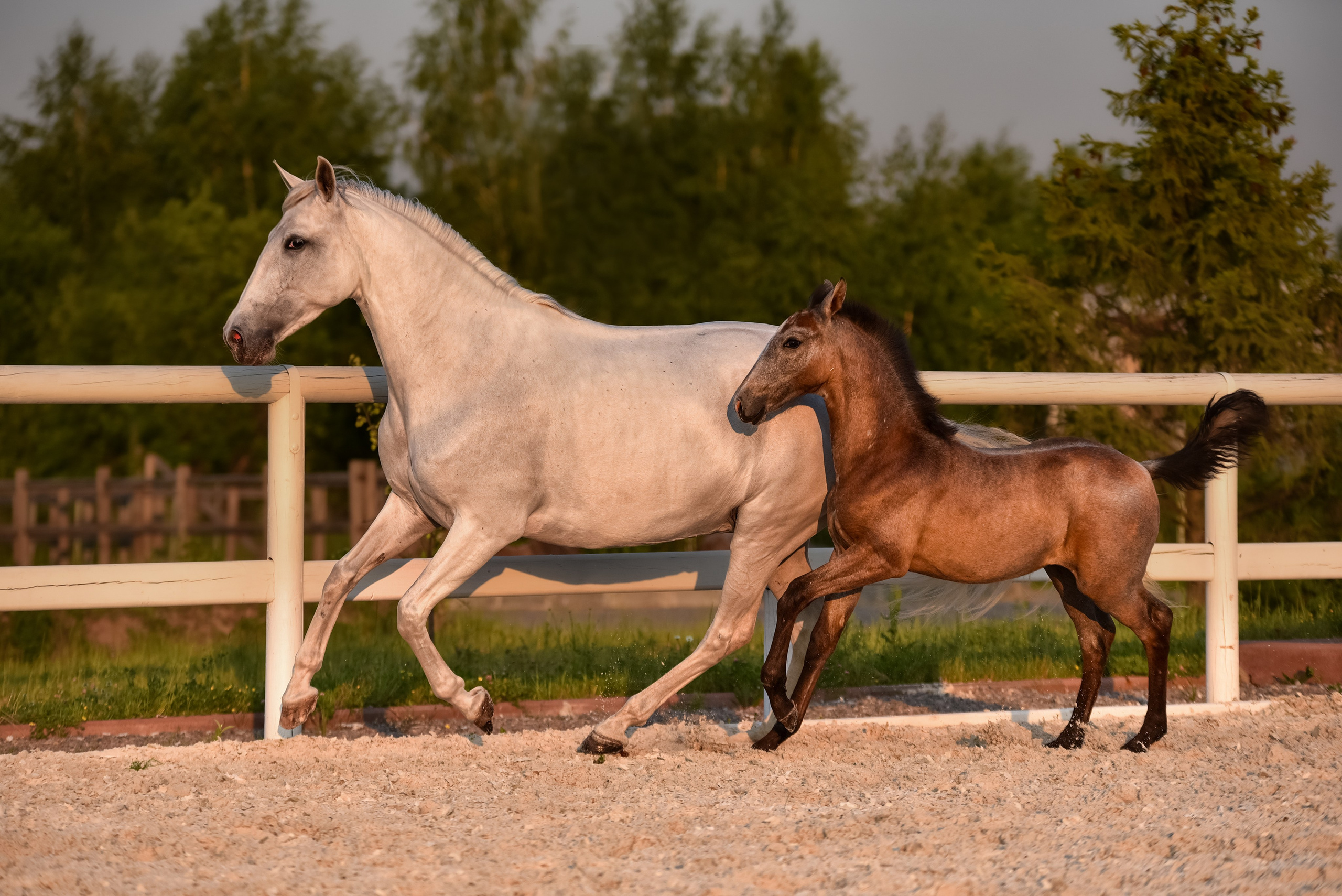 Лошади на свободе, съемка лошадей, экстерьерная съемка, фотосессия
