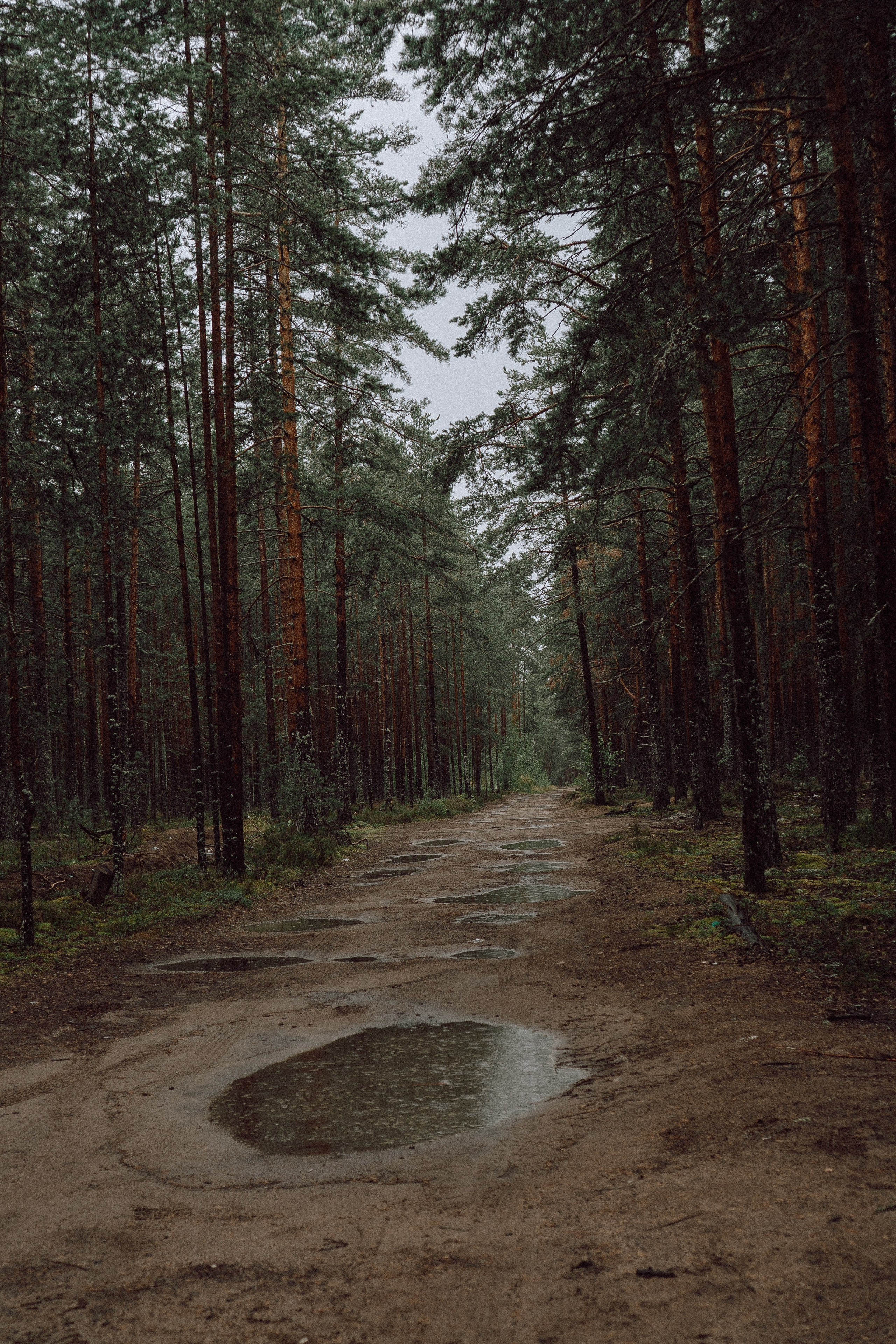 СВАДЕБНАЯ ФОТОСЕССИИЯ ПАРЫ В ГОРОДЕ ПРИОЗЕРСК В СОСНОВОМ ЛЕСУ И С ПИКАПОМ. Профессиональный фотограф, Санкт-Петербург — Виктория Богомолова