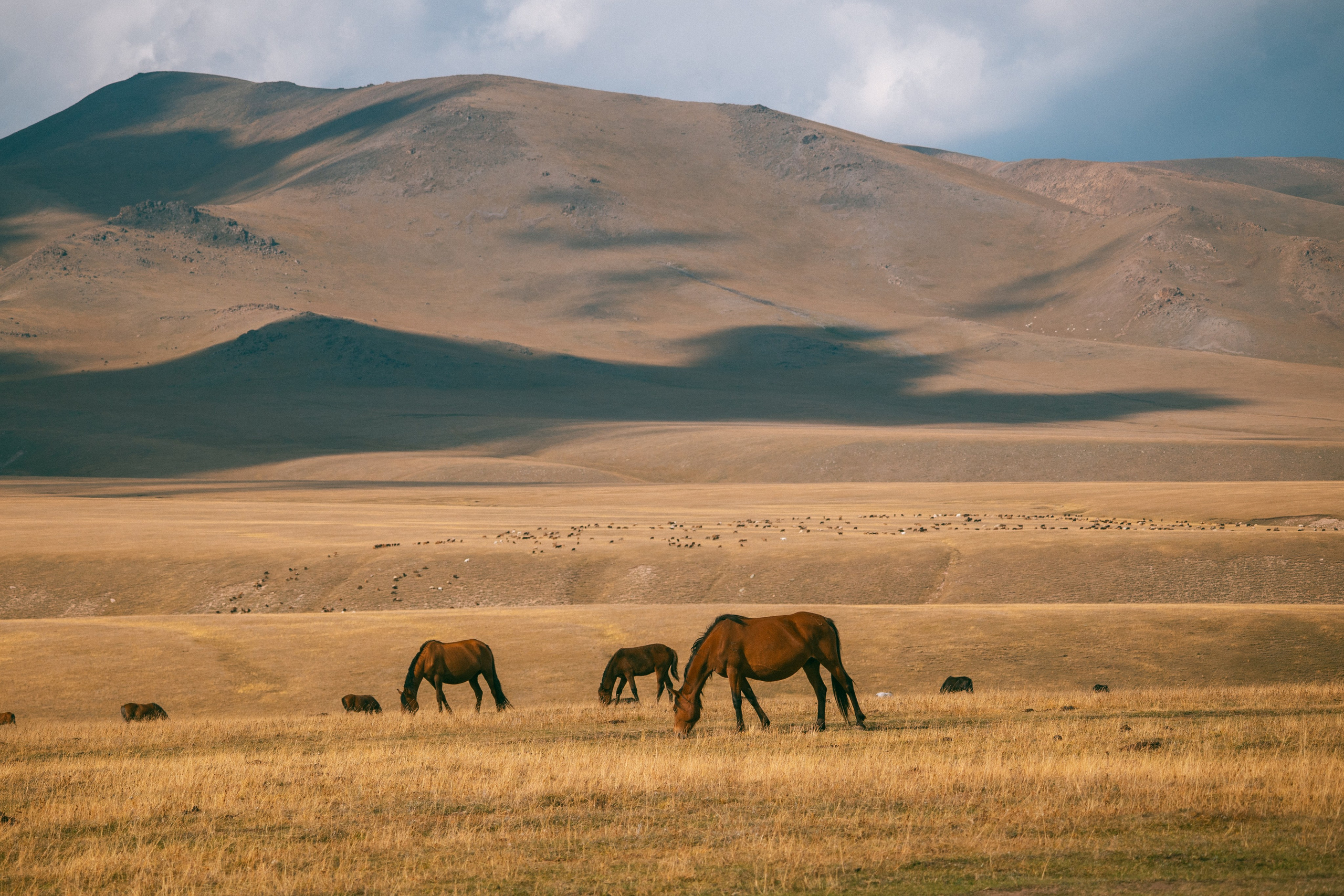 Поездка на плато Ассы и за пределами. Экскурсии и туры по Алматы