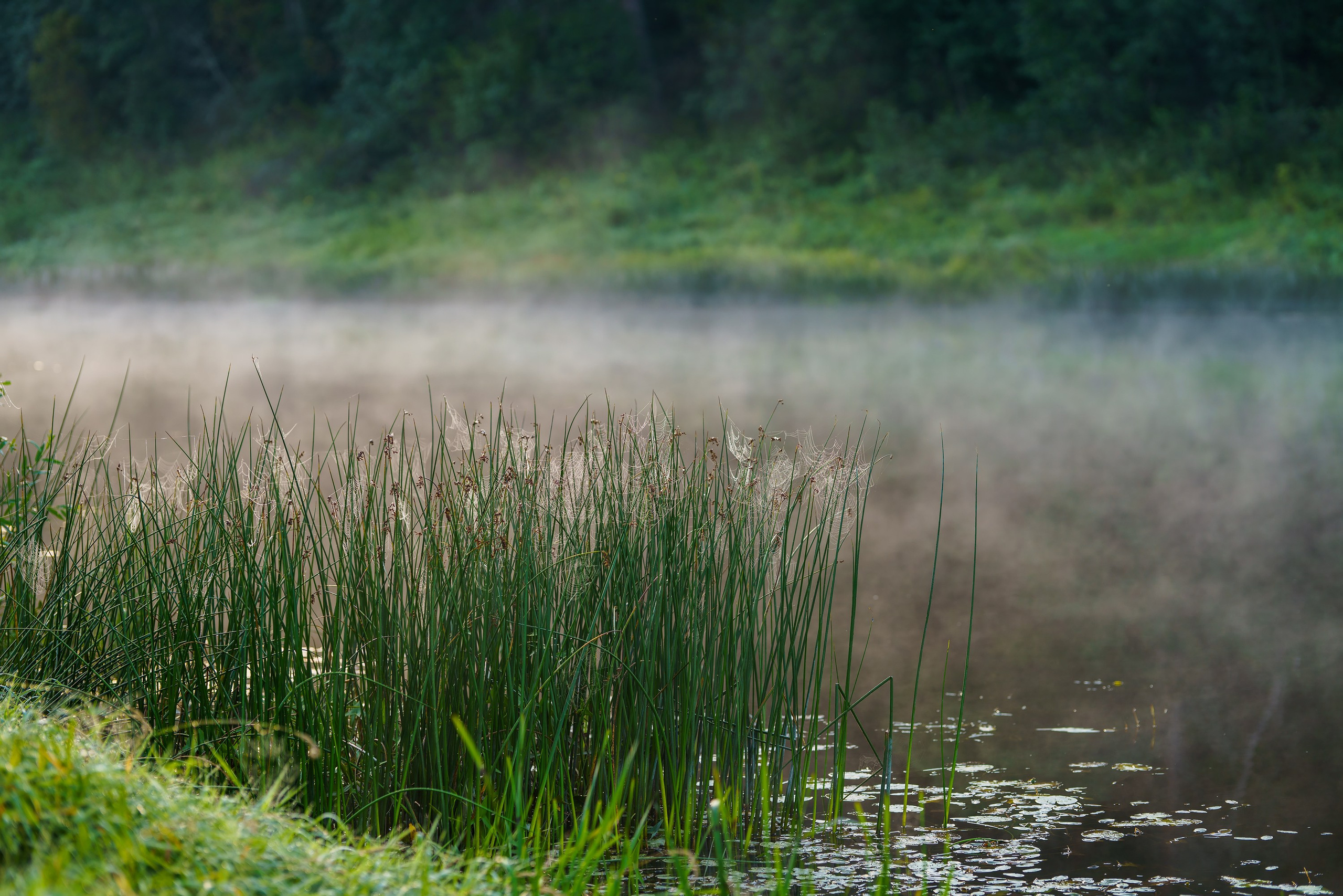 Фотографии Национальный парк Угра. Фотограф спортивные события, недвижимость, турбизнес