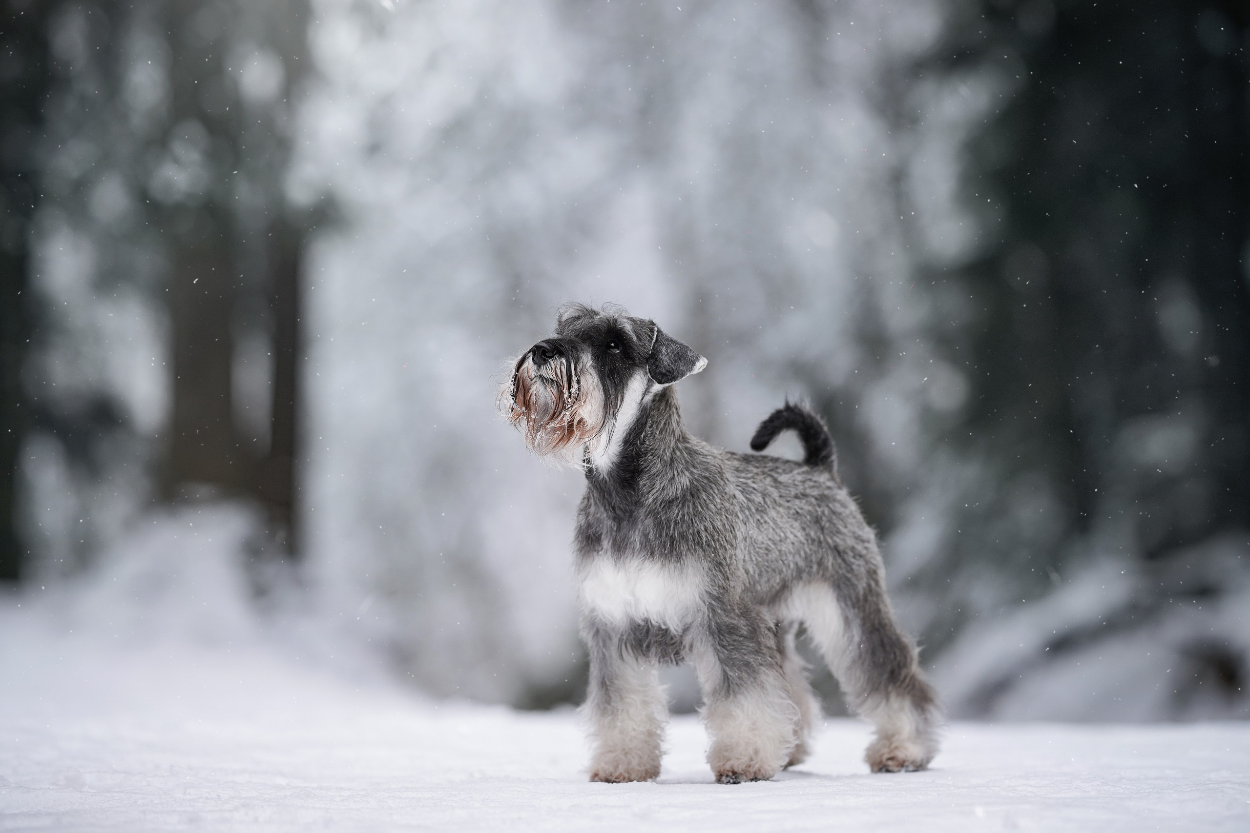 Бенчи и Арчи. Фотограф-анималист в Санкт-Петербурге Яна Мартынова