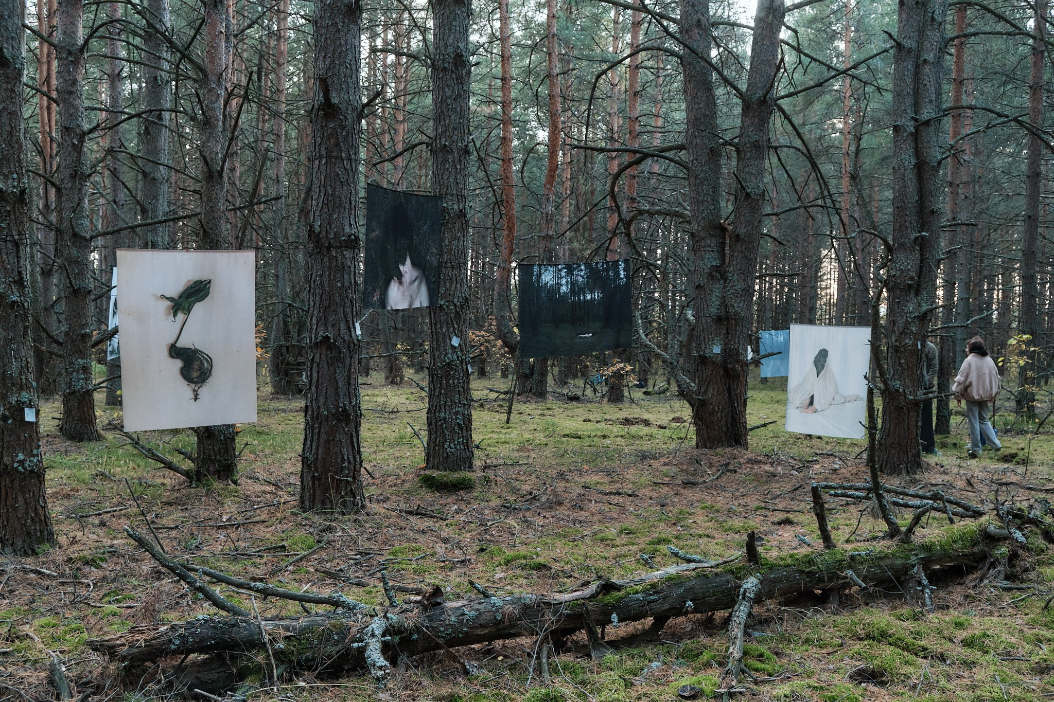 Я приношу к себе лес я себя приношу в лес. Алиса Косарева