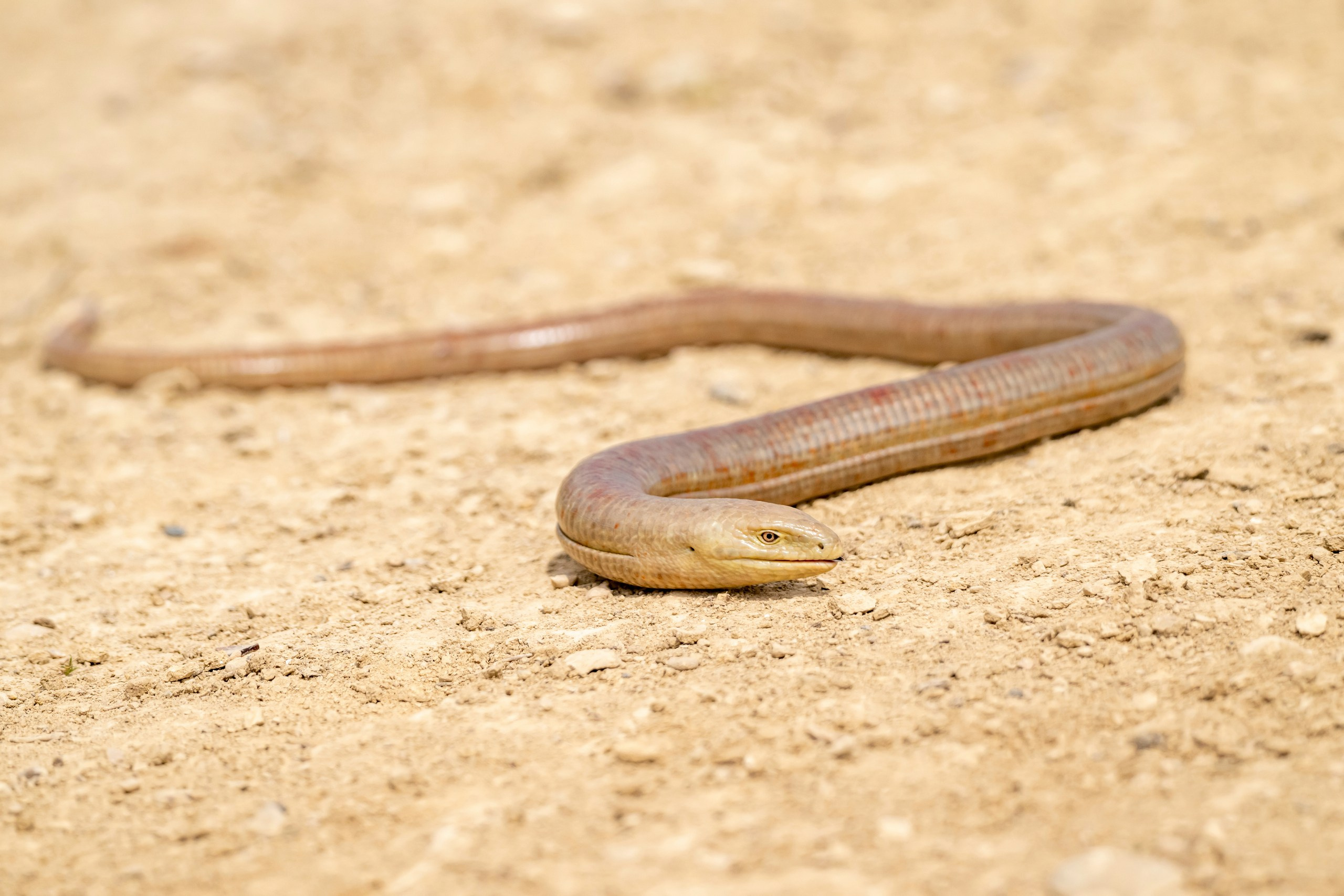 Пейзажный фотограф, Фотографии дикой природы. Foto-Zuev фотография как искусство