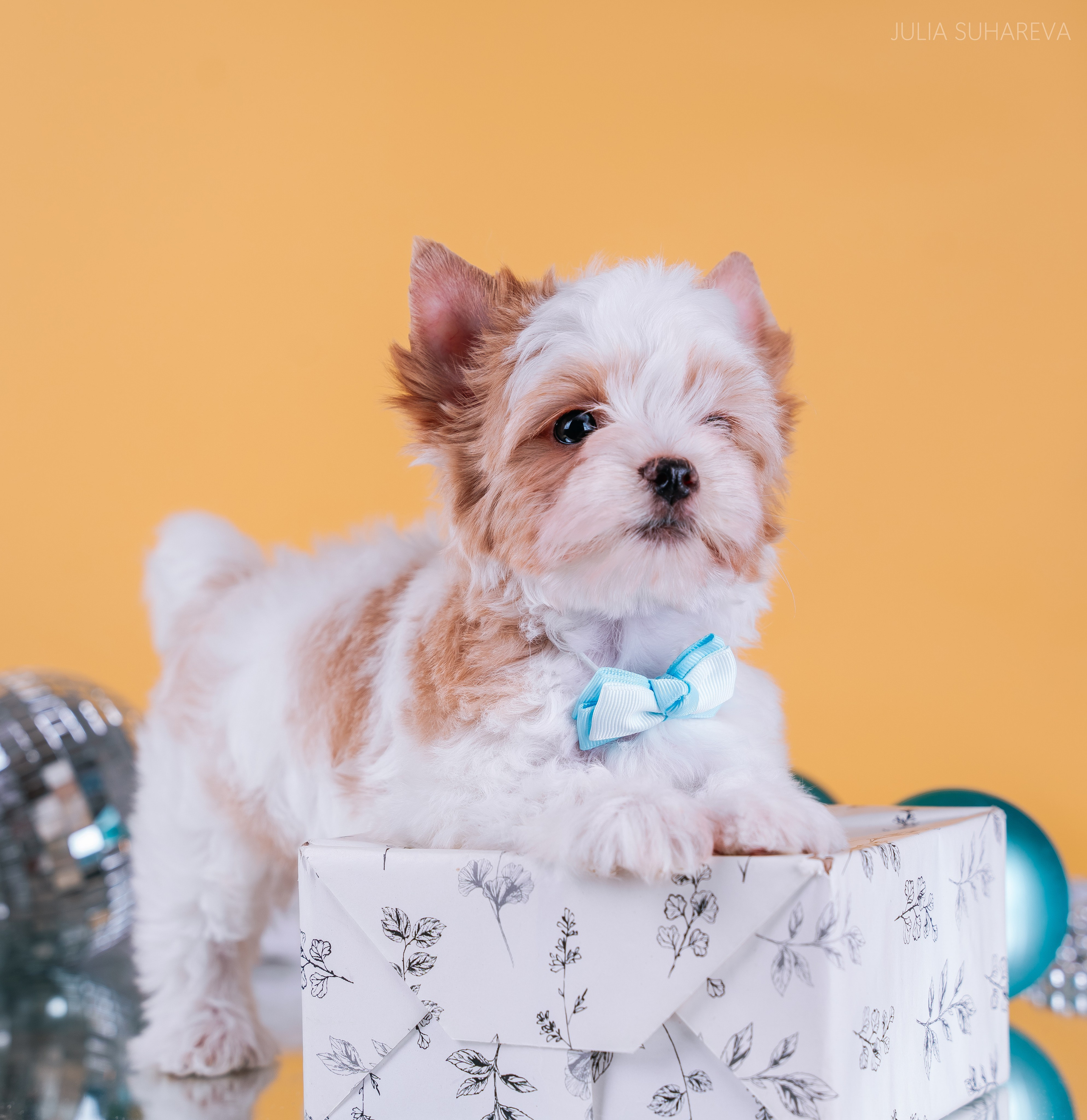 Йоркширский терьер (домашняя съемка). Главная