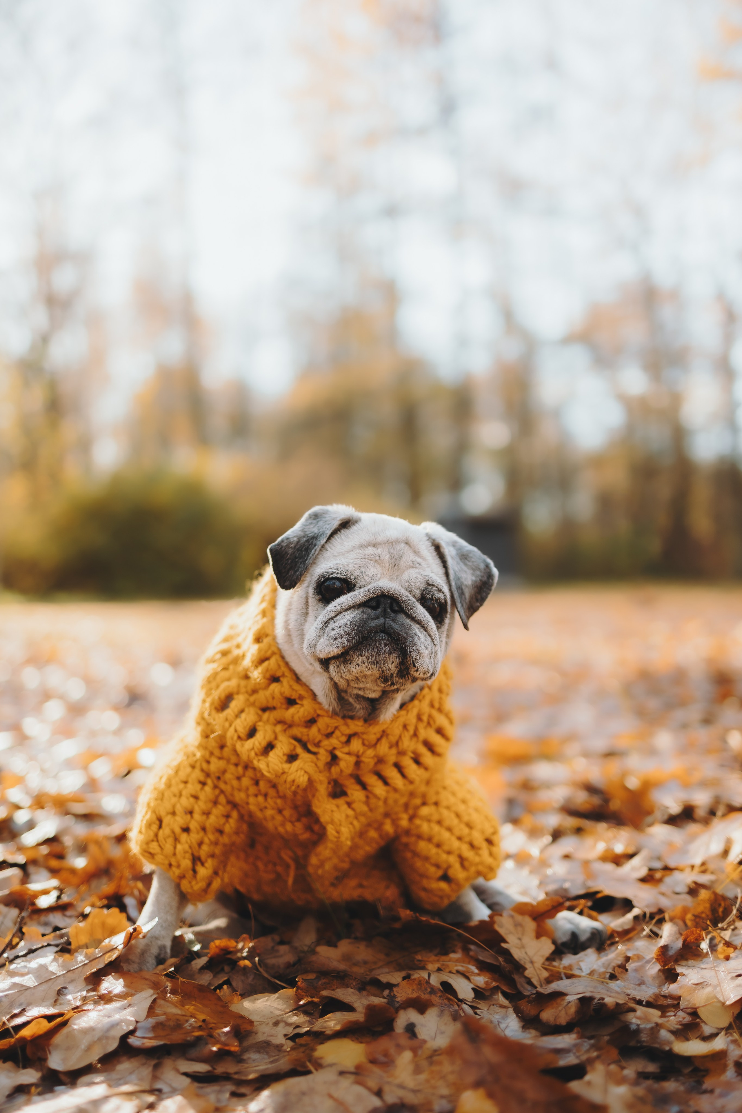Габи и ребята. Фотограф-анималист в Санкт-Петербурге Алина Яхонт