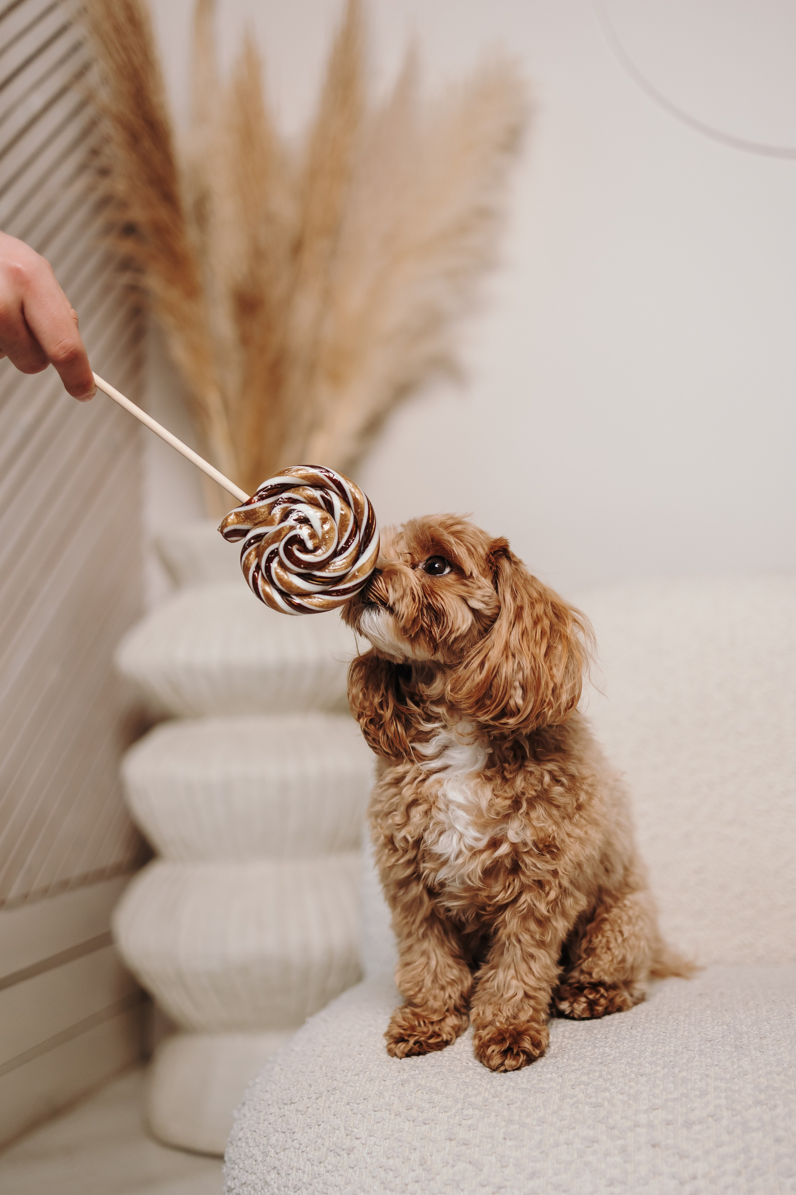 Груминг. Фотограф-анималист в Санкт-Петербурге Алина Яхонт