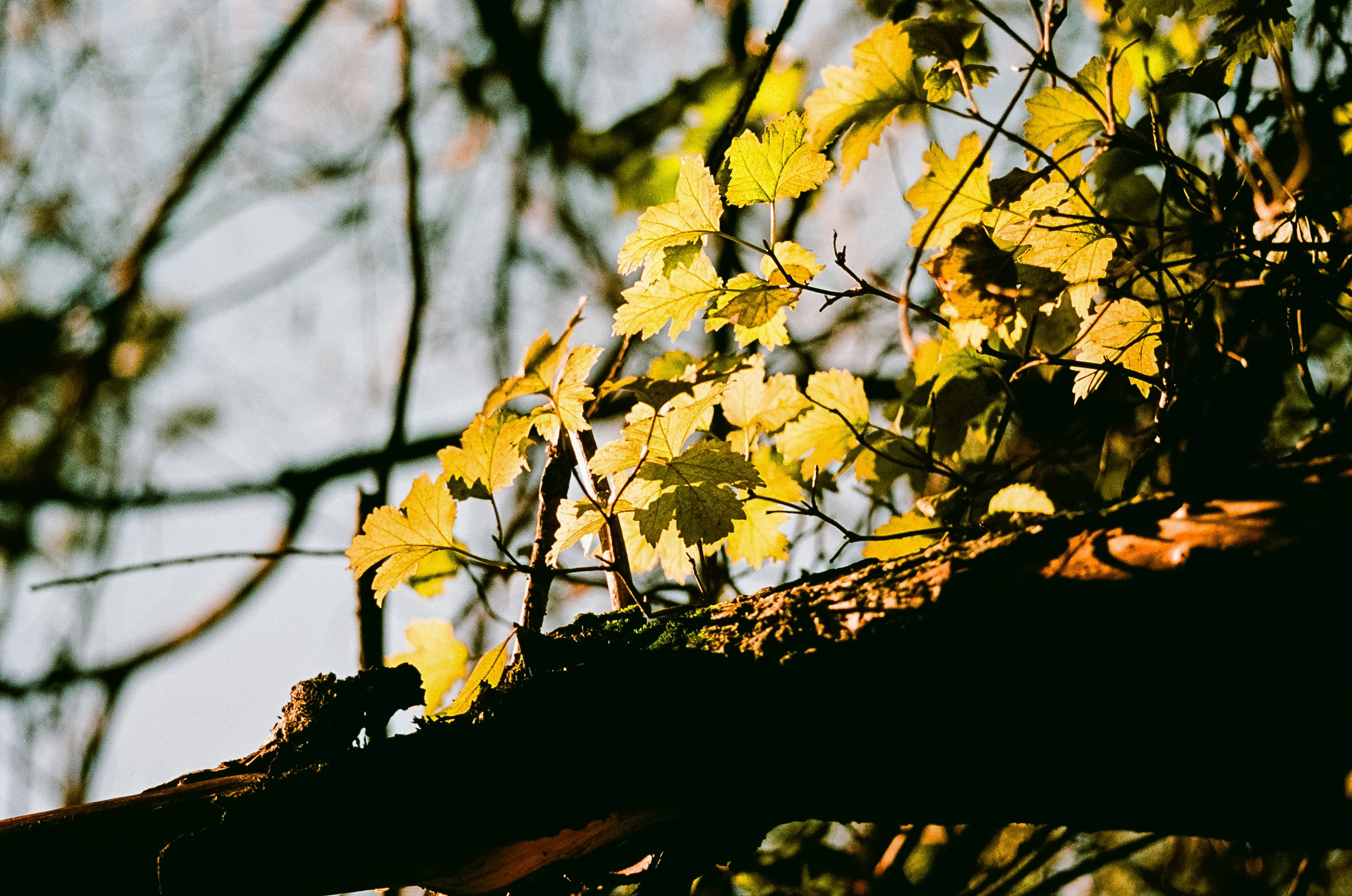 Nikon F100 — Mamiya (645) Sekor C 45 mm f2.8 и Macro 80 mm f/4