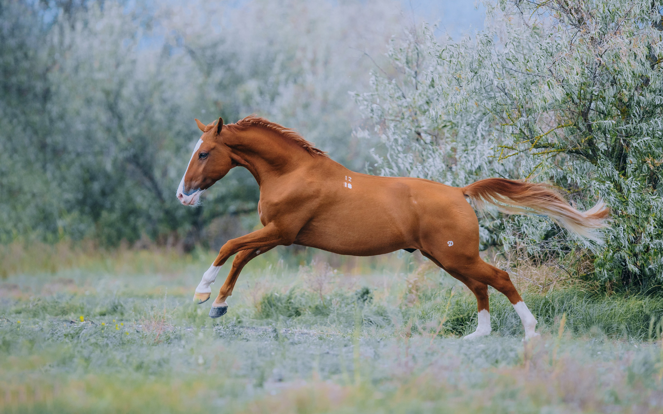 В движении. Фотограф-анималист Ксендзова Кристина