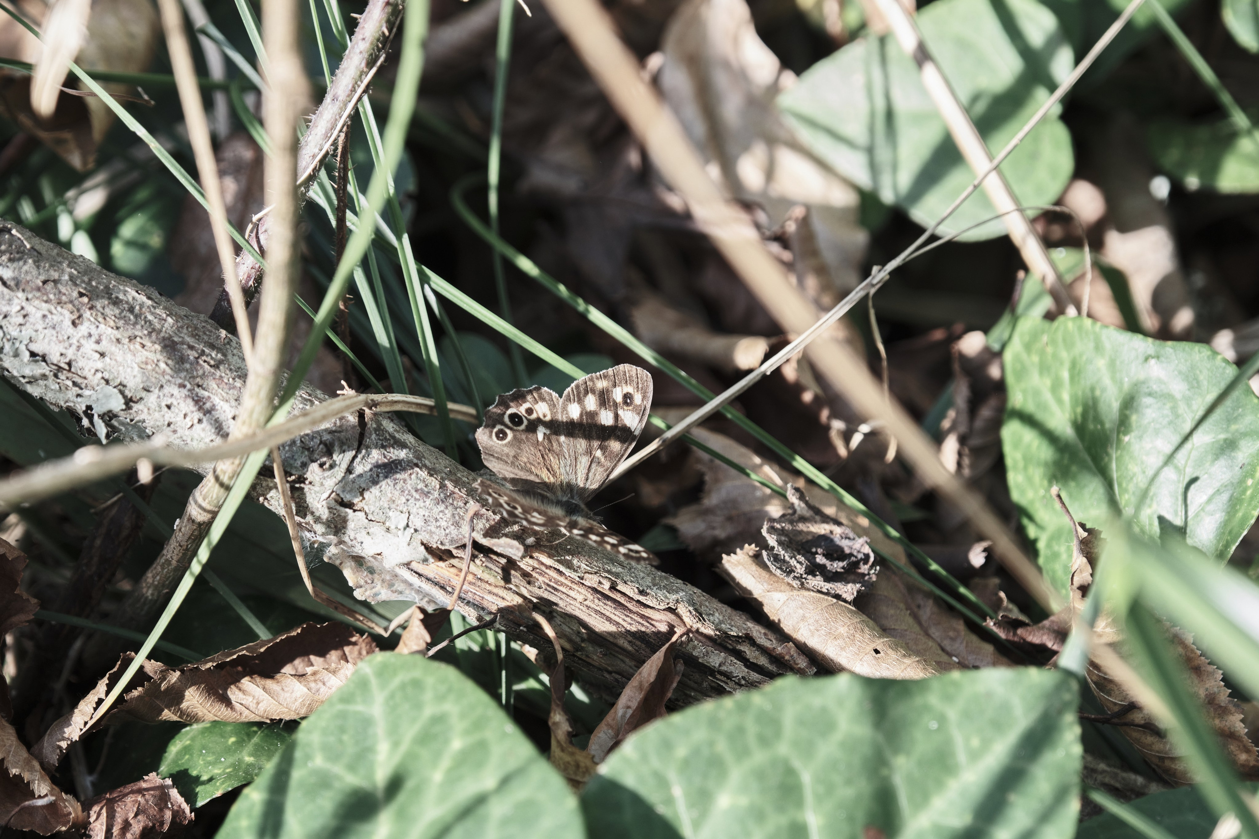 Фотосессия лесная жажда. IS — Игорь Сержант | Фотография и рисунок