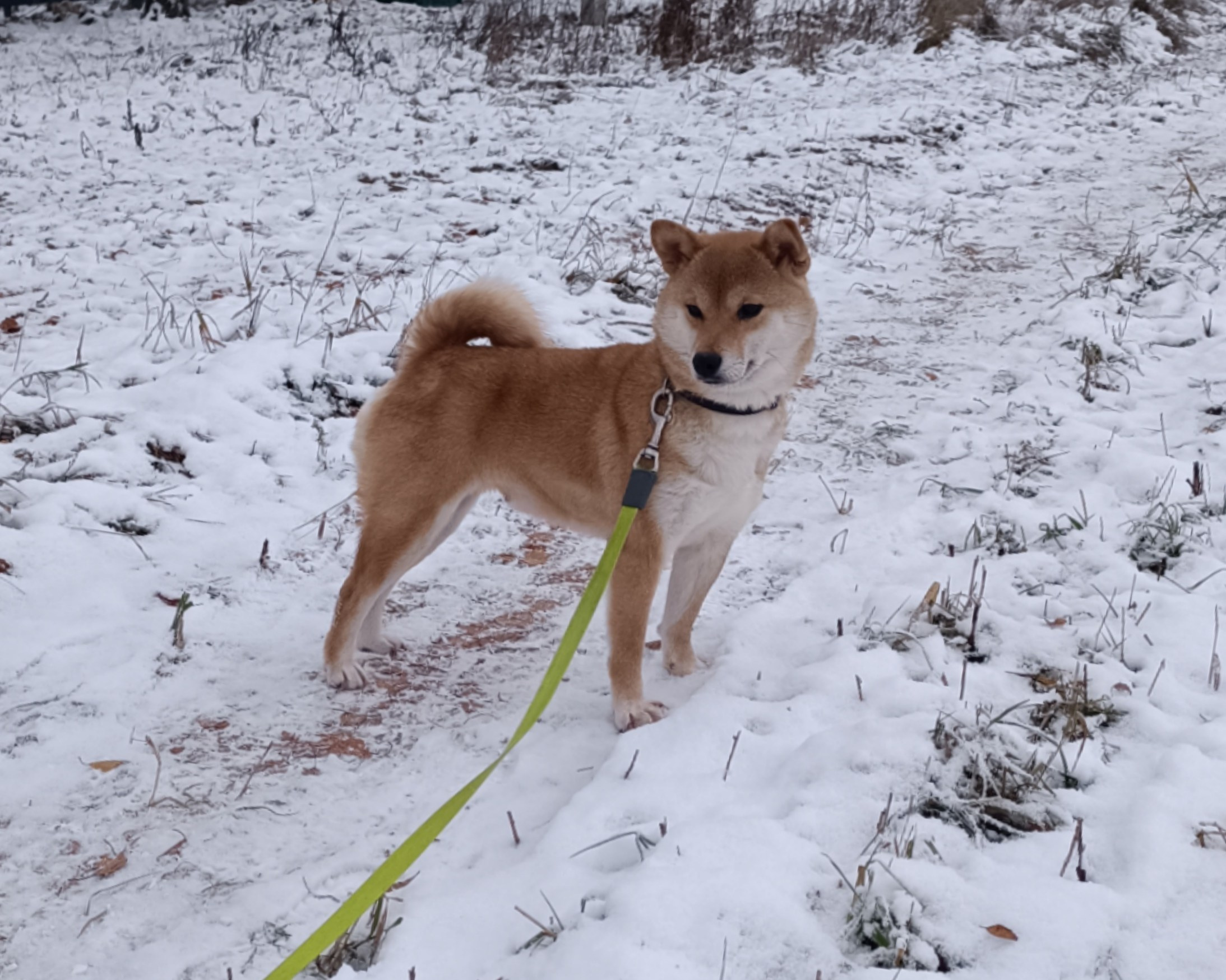 Питомник Рубилайт Сиба Эми* Exceligmos Zaffiro Verde 