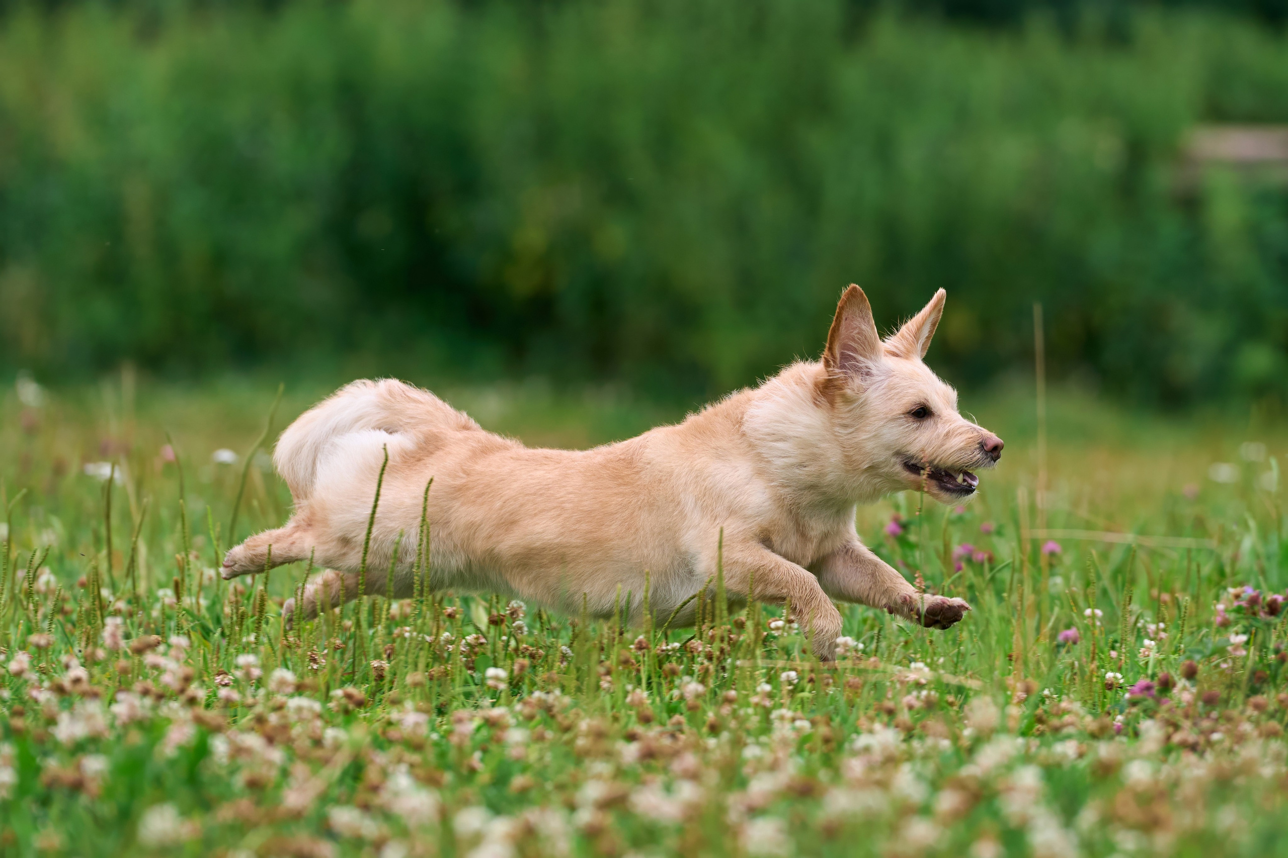 Тренировка по курсингу в Донино. Фотограф-анималист Михаил Манухин