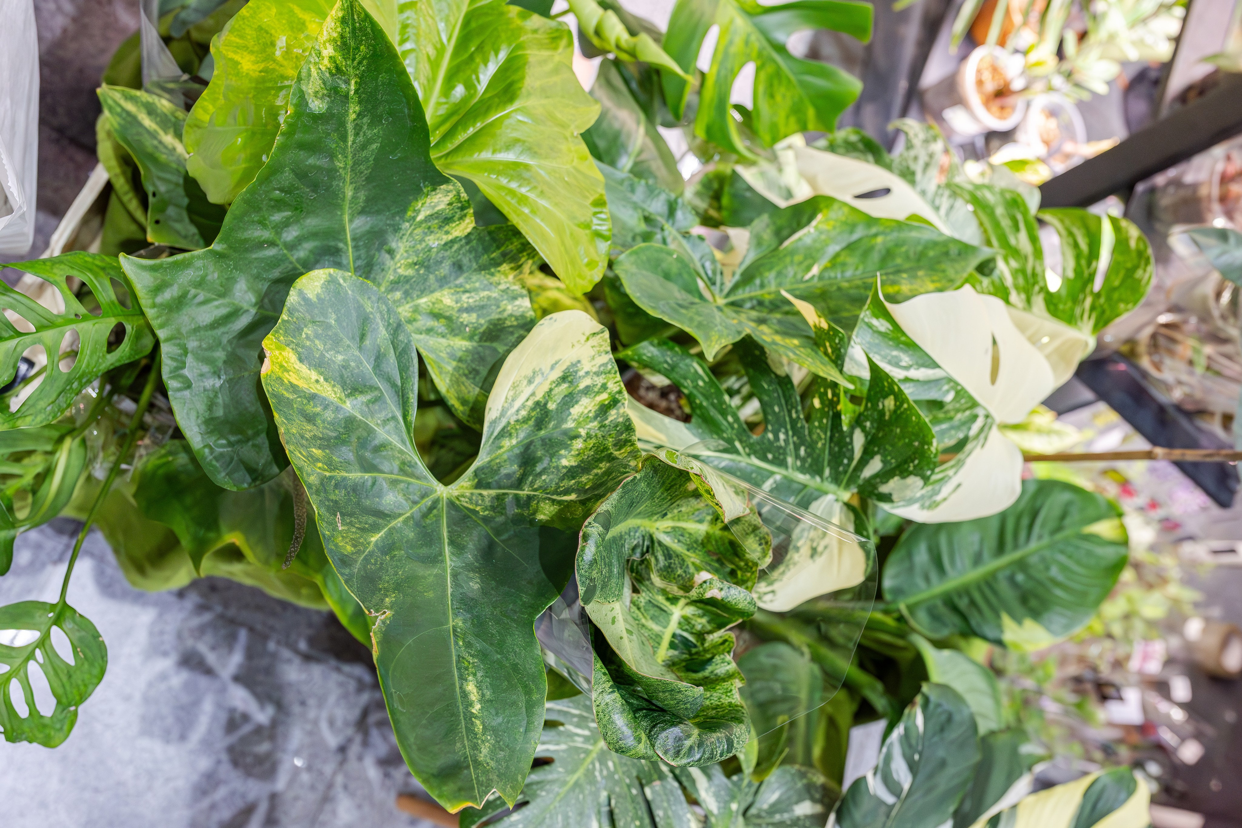 Монстериум апрель 2026. Александра Куликова фотограф, Москва