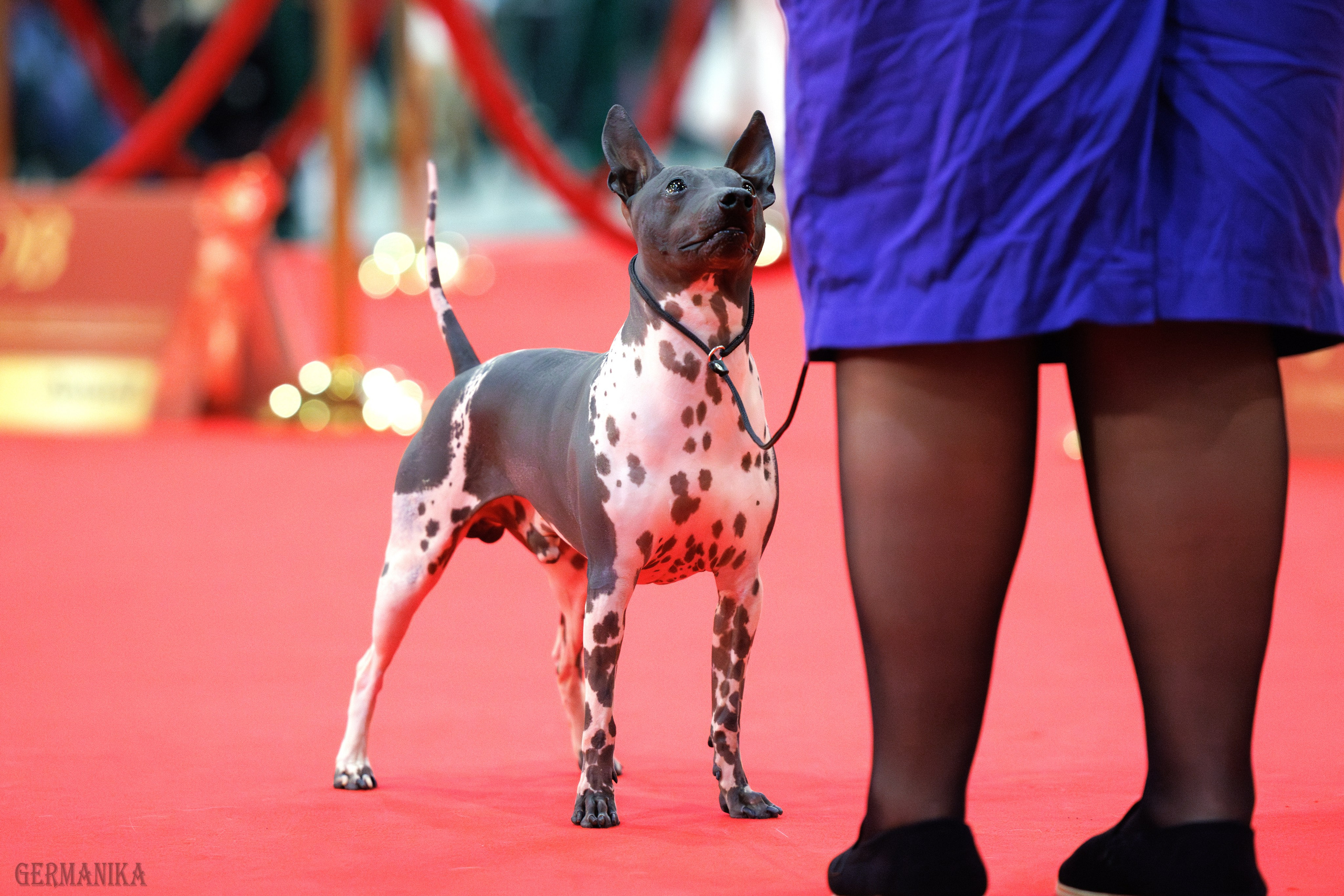 Лучшие Собаки России 17-18.02.2024. Фотограф-анималист Юлия Германика
