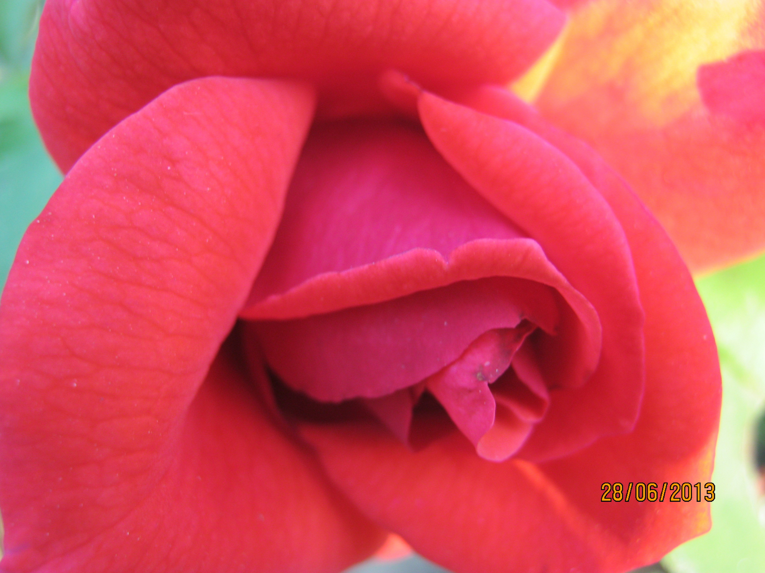 На Больничной 28.06.2013. Семейный, Свадебный фотограф СПБ Питер— Романова Екатерина