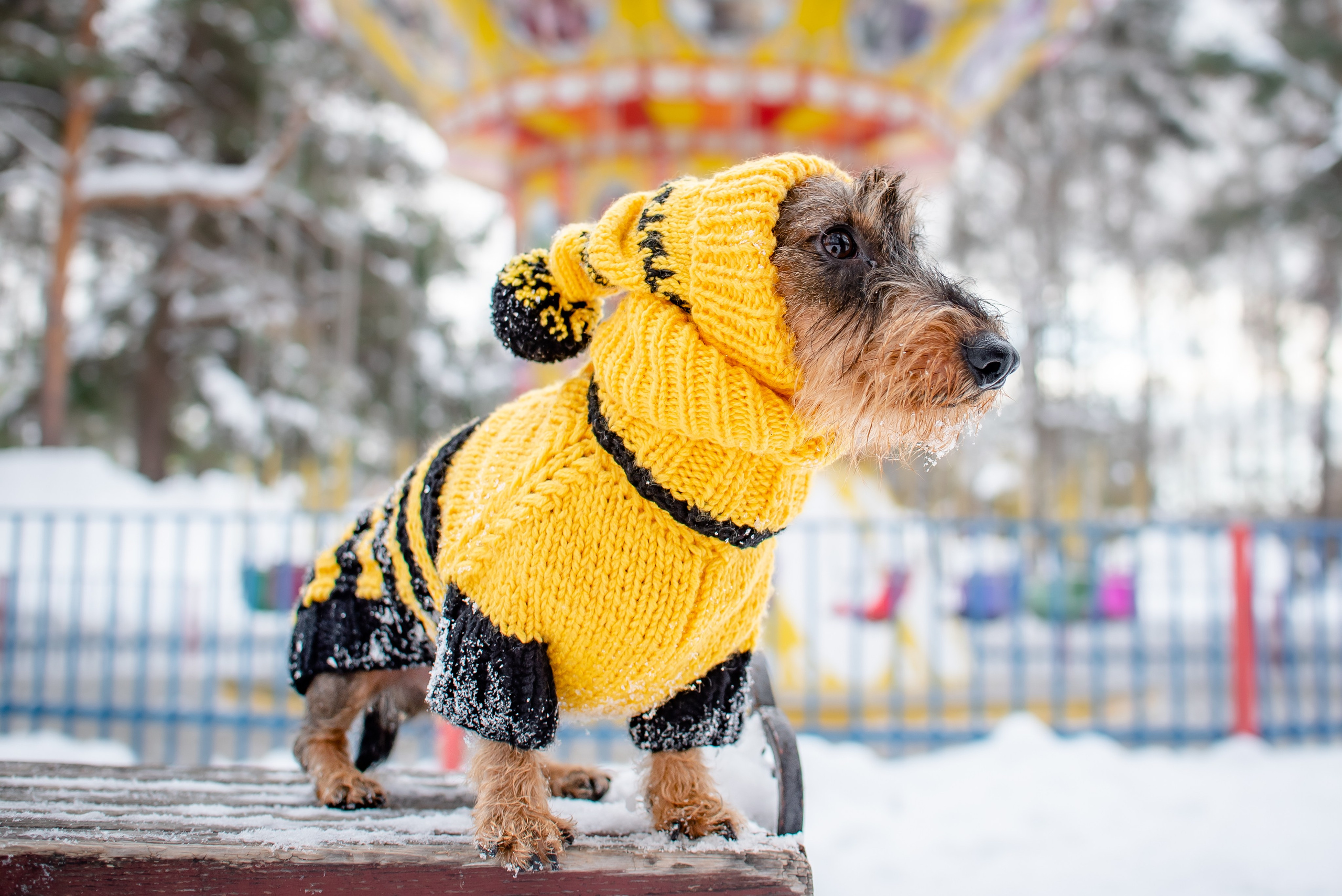 Фотограф Анималист. Фотограф Макс Огурцов в Нижнем Новгороде