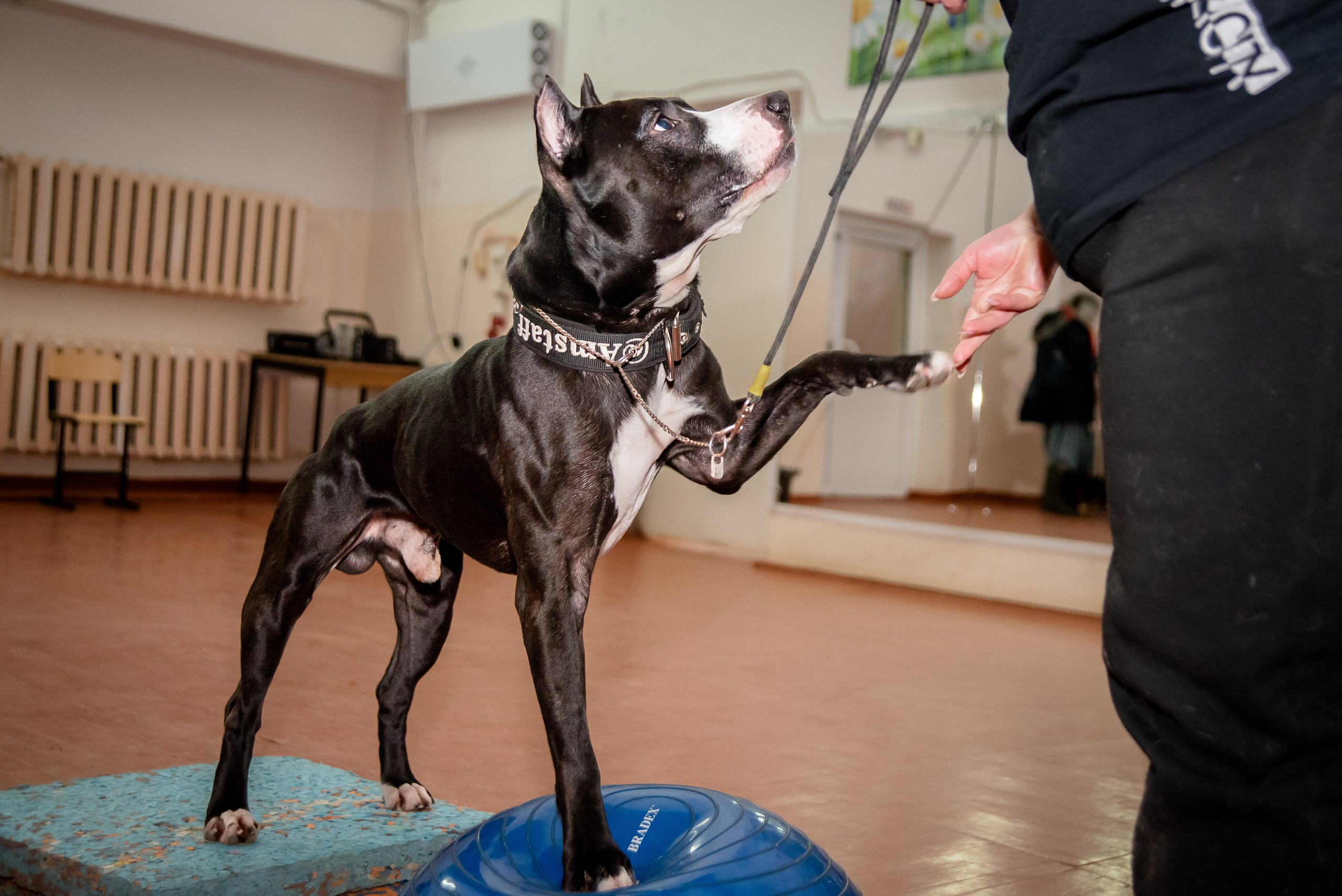 Фотосъёмка с собаками в Кинологическом лагере. Фотограф Макс Огурцов в Нижнем Новгороде