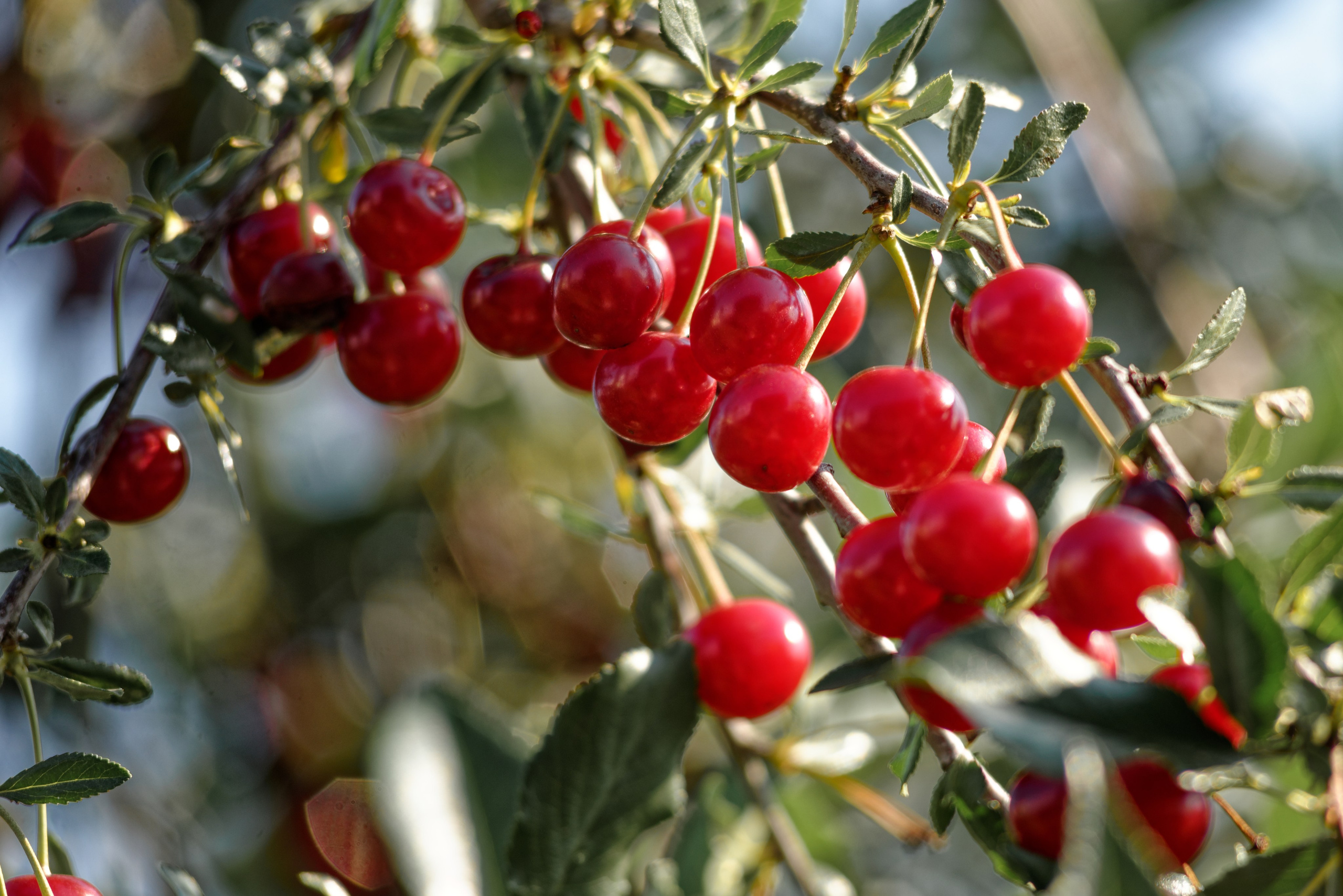 Природа. Фотограф в городе Омске Константин Зоткин