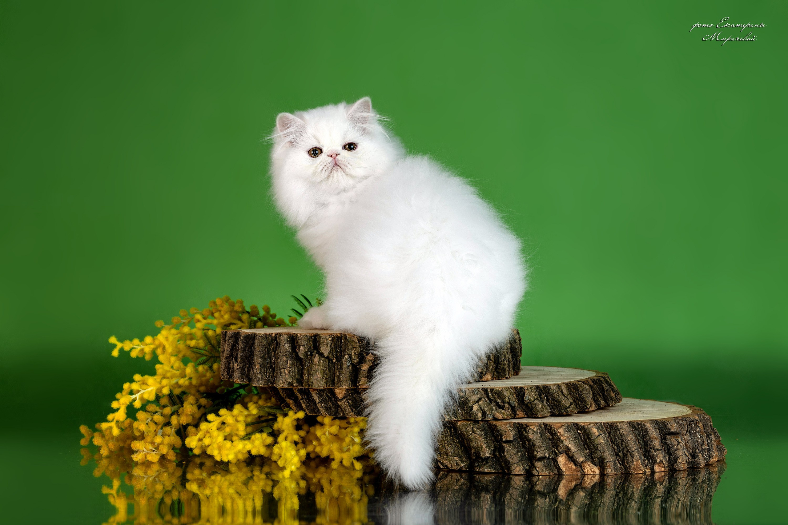 Стендовая съёмка на выставках кошек. Фотограф-анималист в Омске Екатерина Маричева