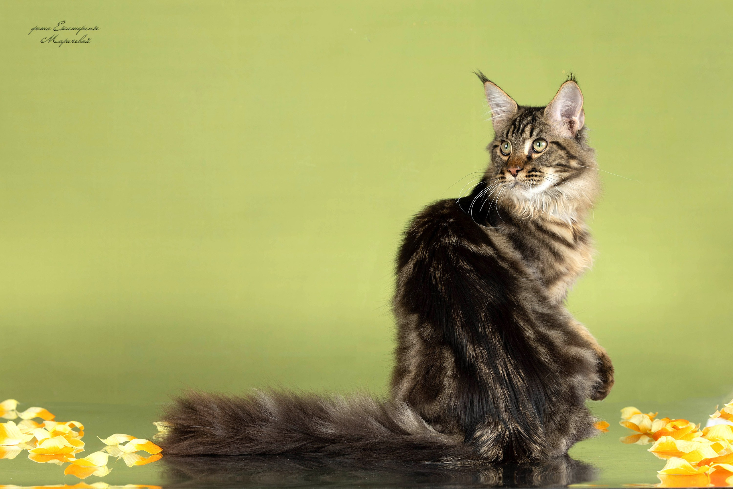 Стендовая съёмка на выставках кошек. Фотограф-анималист в Омске Екатерина Маричева