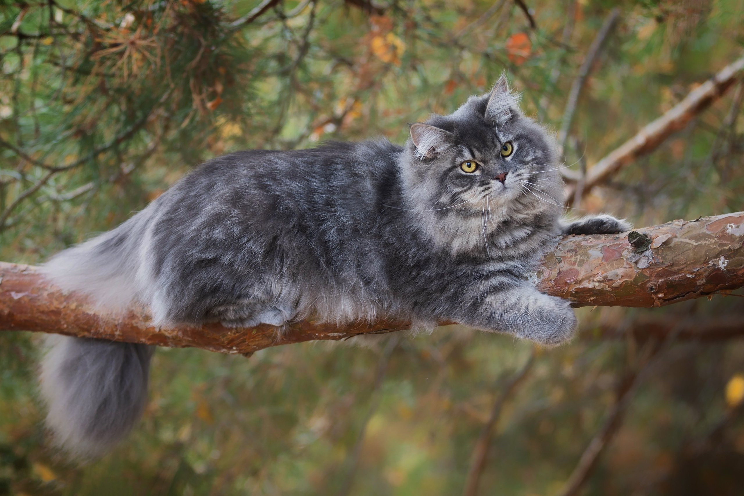 Выездная съёмка с естественным светом. Фотограф-анималист в Омске Екатерина Маричева
