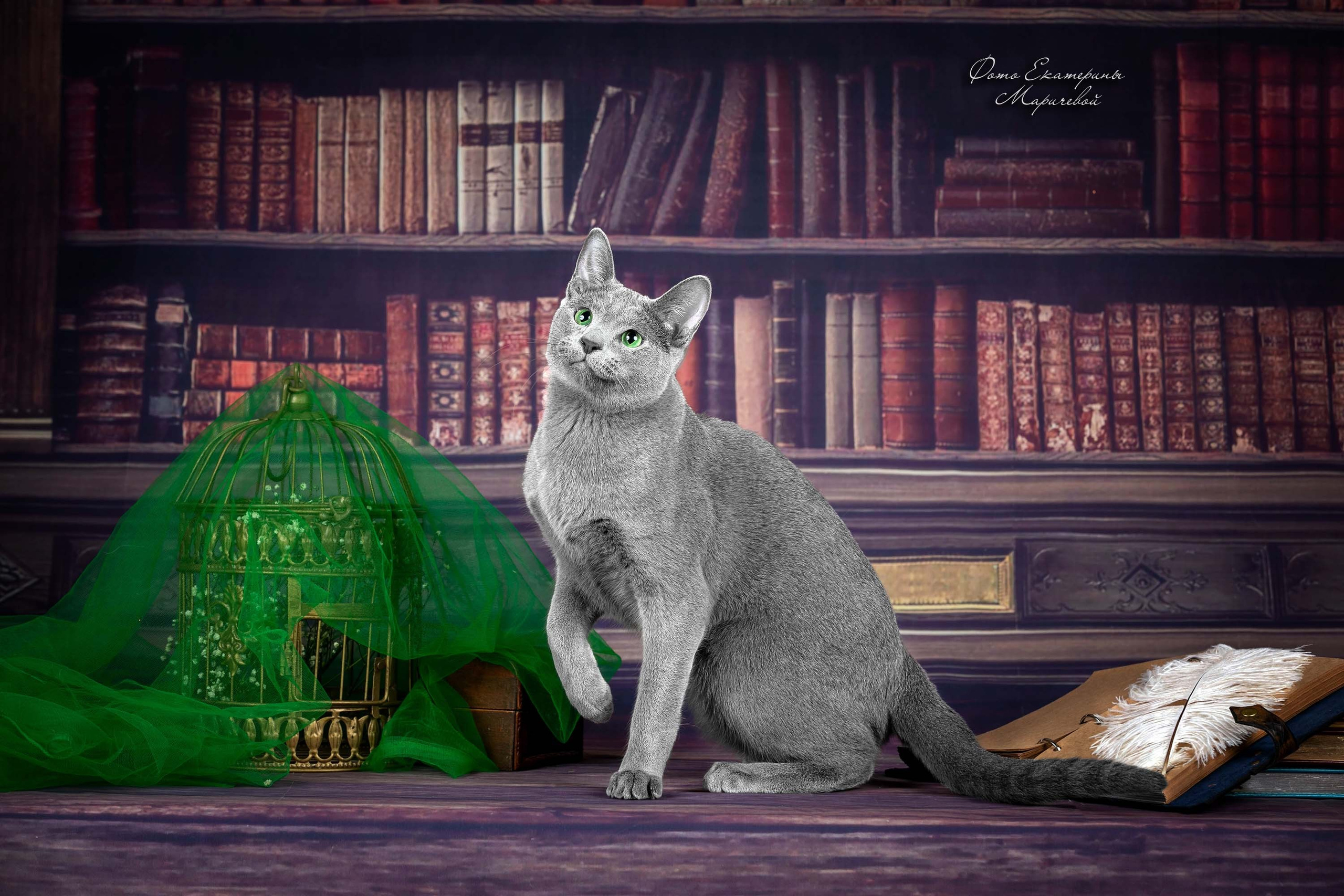 Тематические фоны с рисунком. Фотограф-анималист в Омске Екатерина Маричева