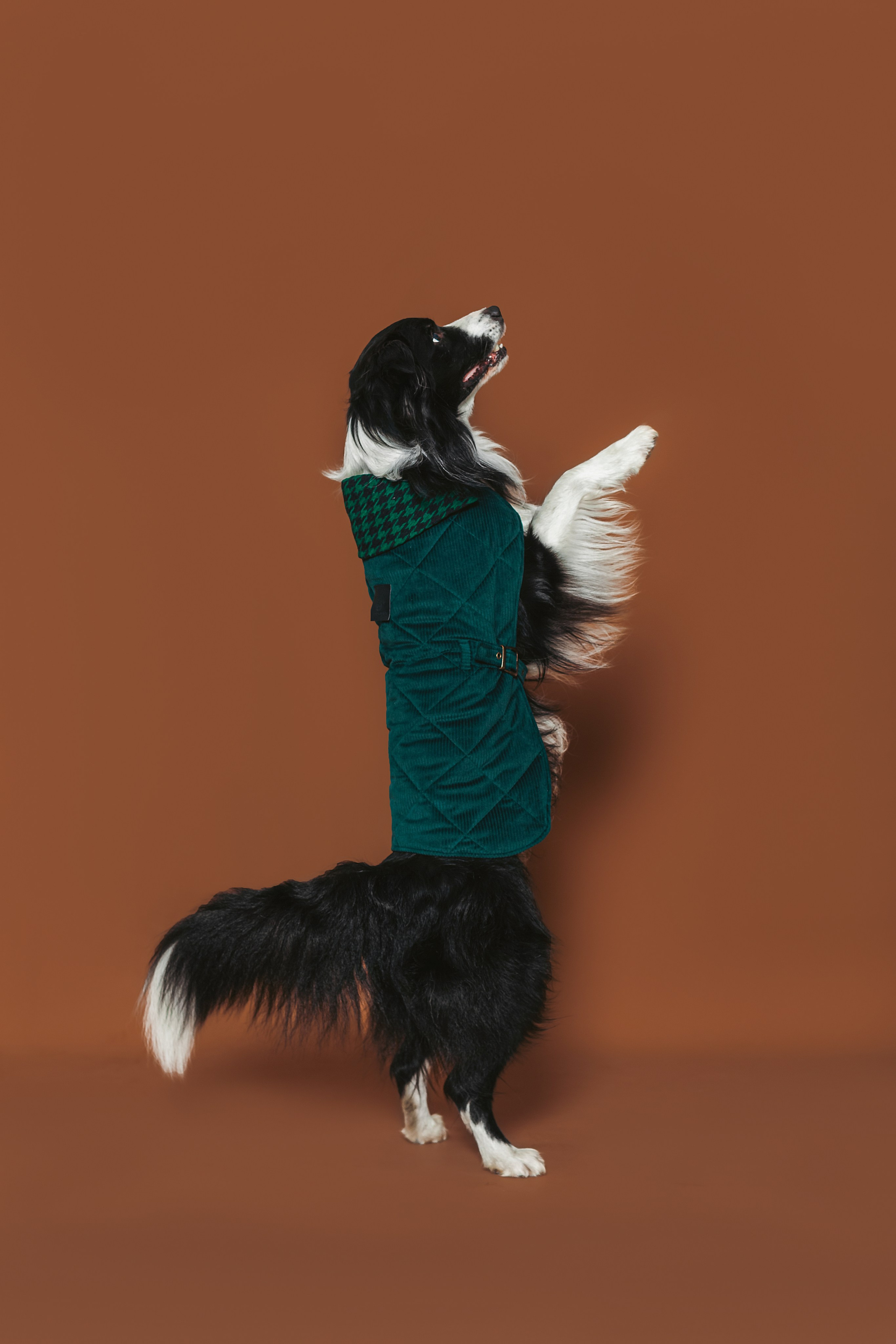 Съемка для бренда TEDDYBOY. Фотограф-анималист Татьяна Степанова