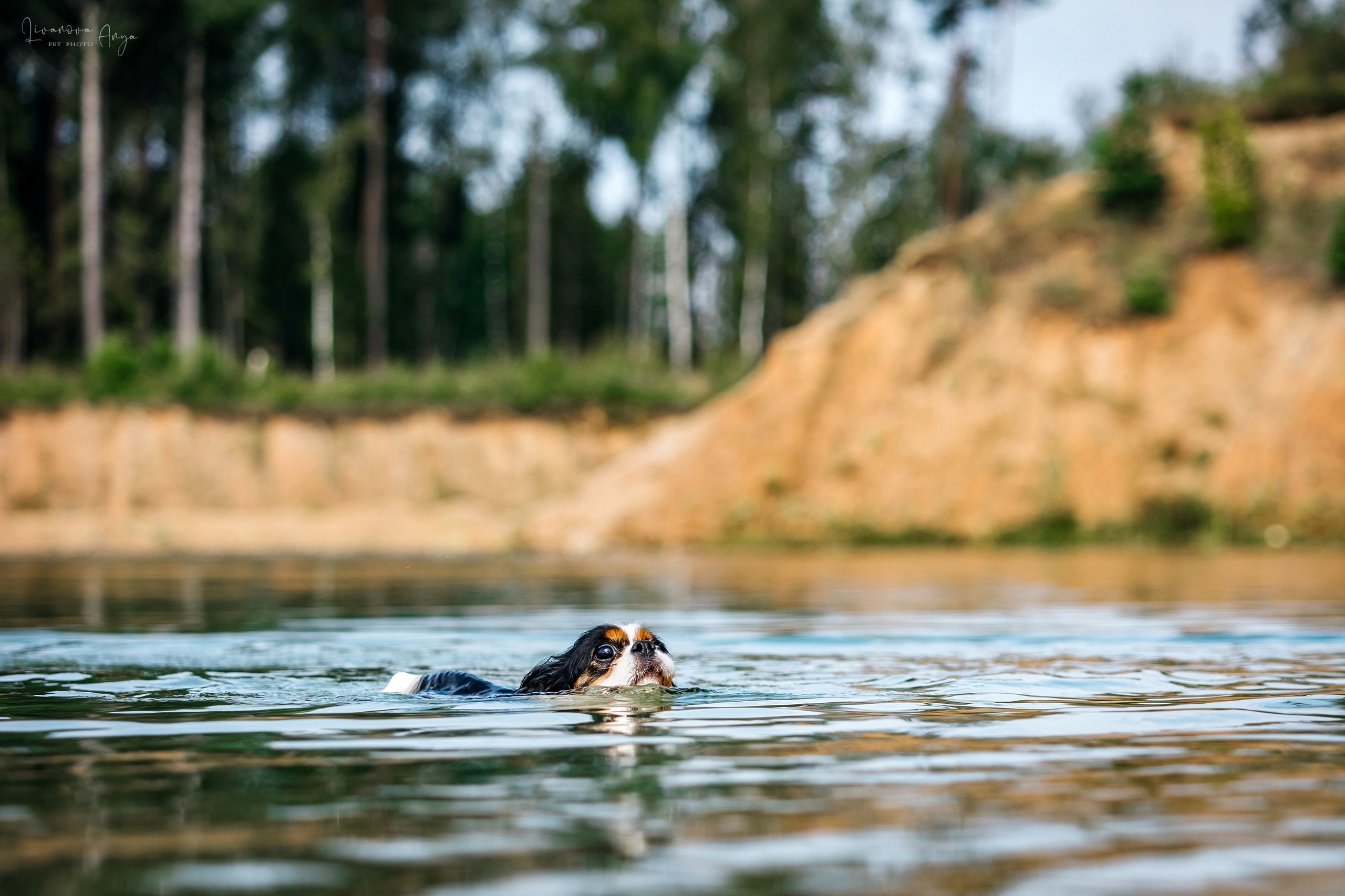 Троицкий карьер. Фотограф анималист Аня Ливанова | Рыбинск
