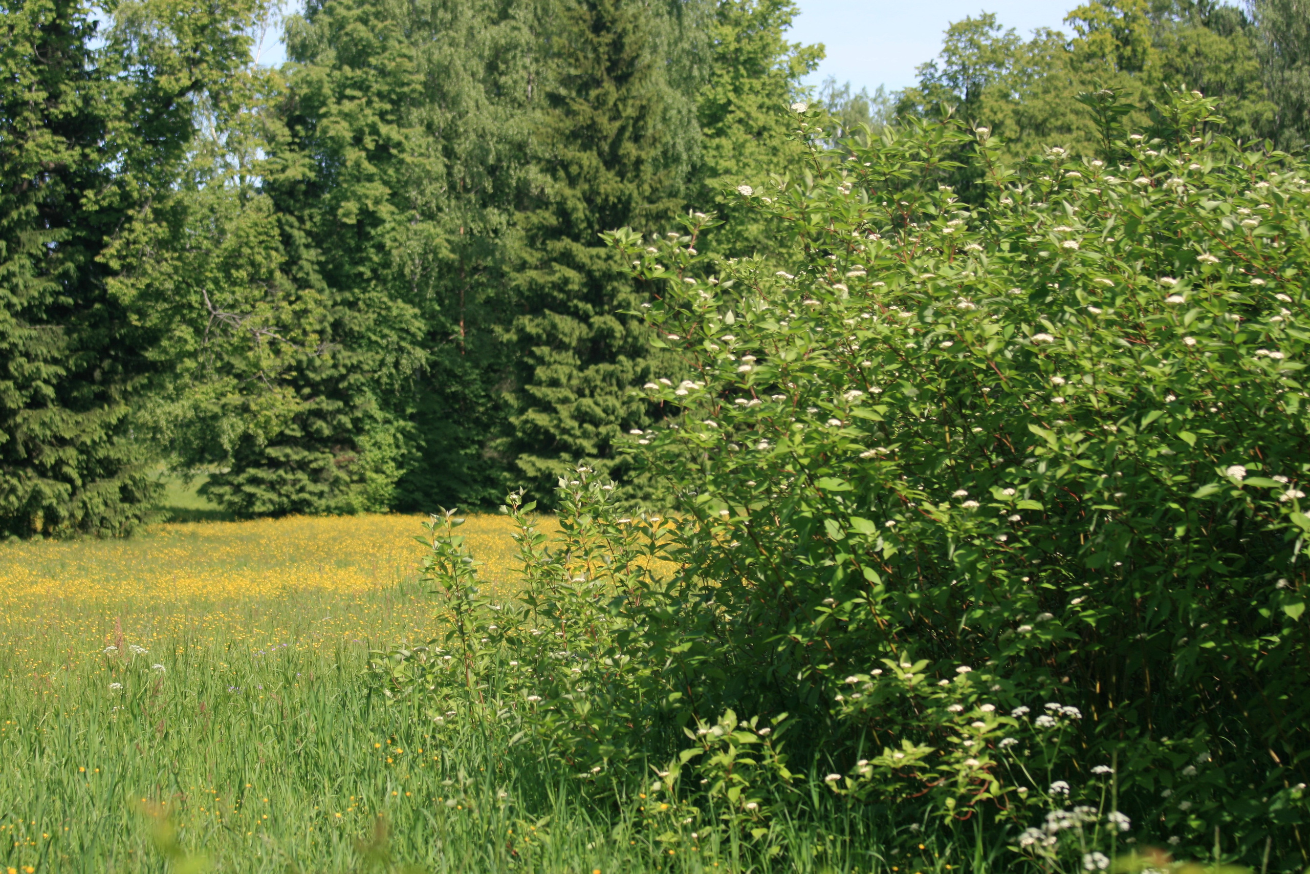 Питер 2010 г. Улица, люди, жизнь…