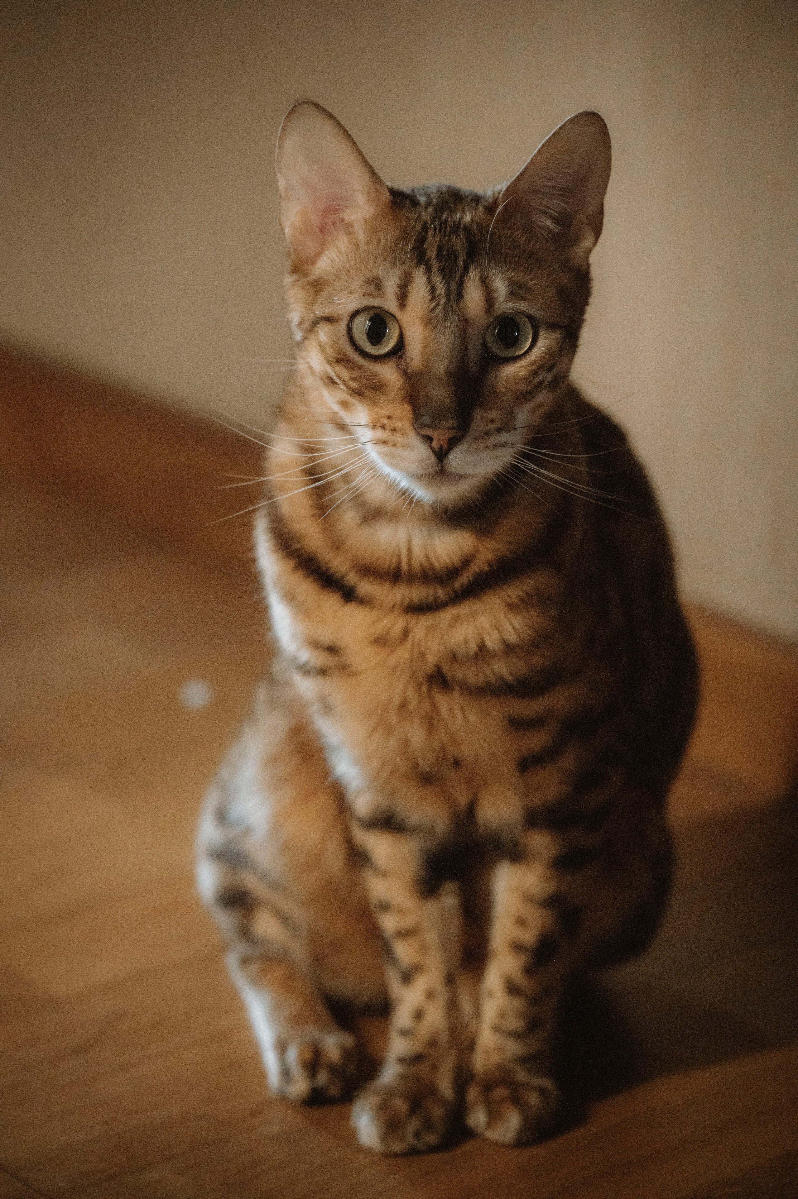 Домашняя семейная фотосессия. Фотограф беременных, лайфстаил фотограф, Ньюборн фотограф, все включено