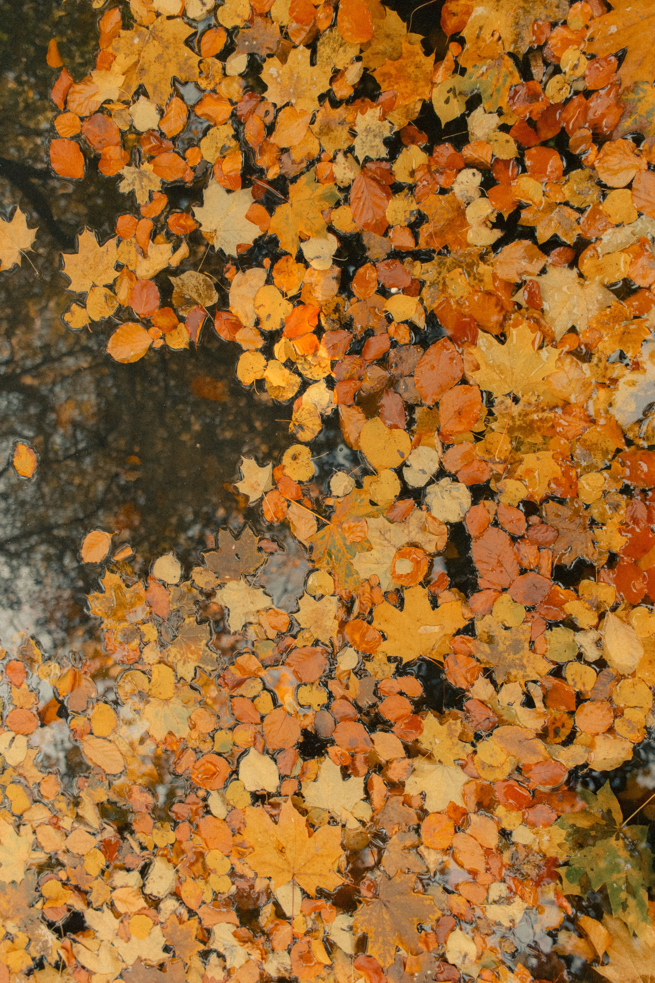 Фотопрогулка в парке Калининград. Портретный фотограф в Калининграде Рита Холодова