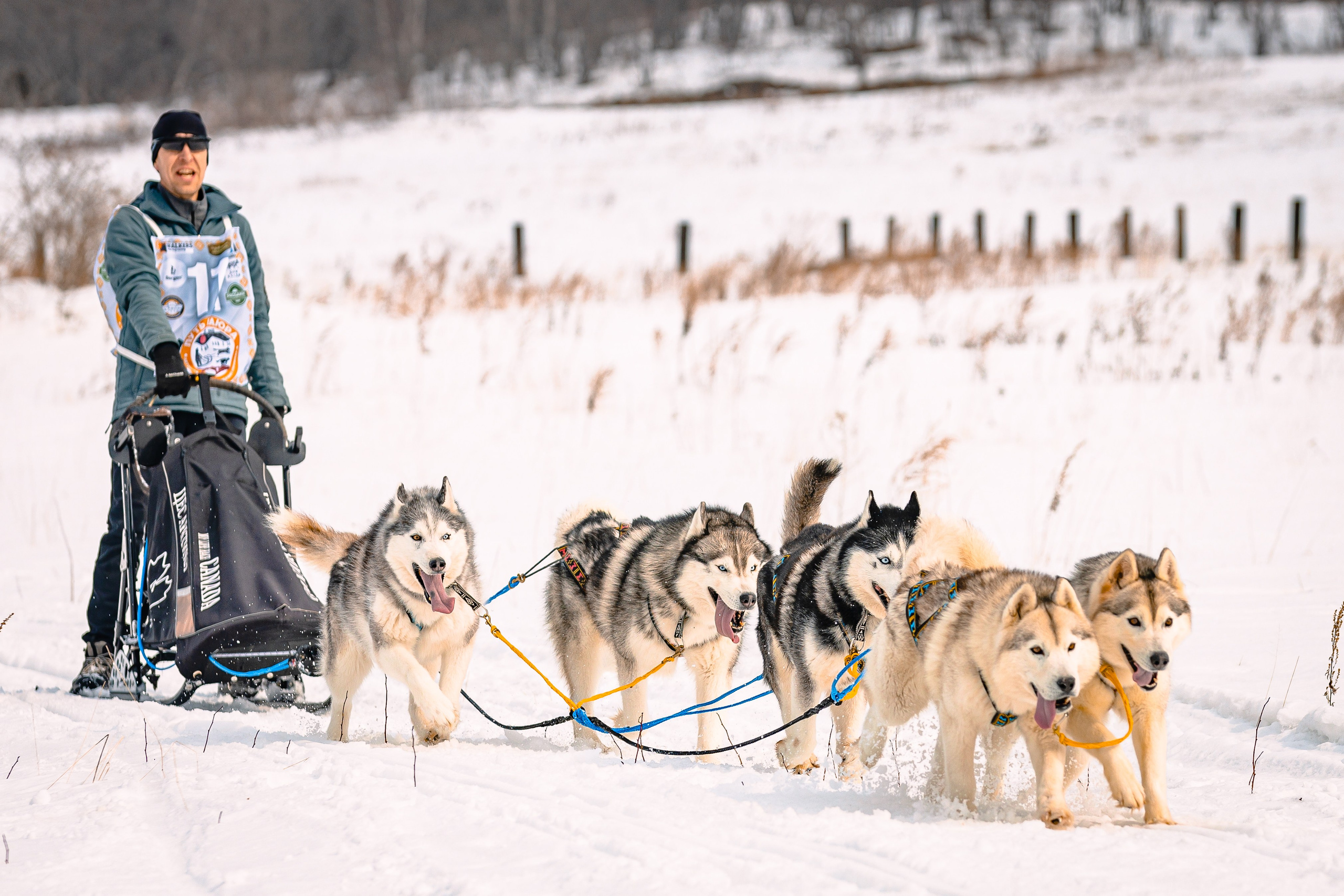 Фестиваль ездового спорта. Фотограф. г. Южно-Сахалинск. Олег Толстов