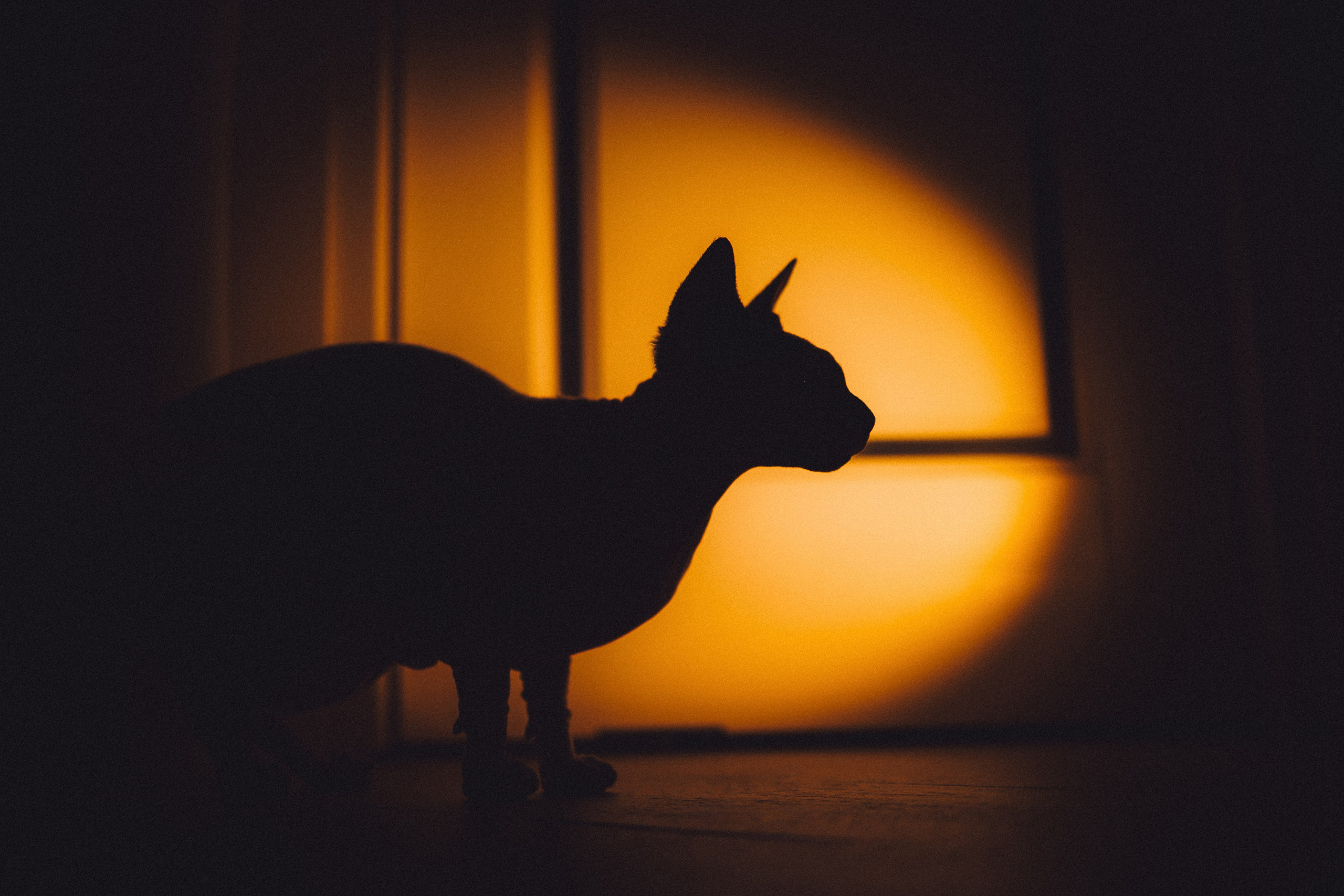 Топик и его семья