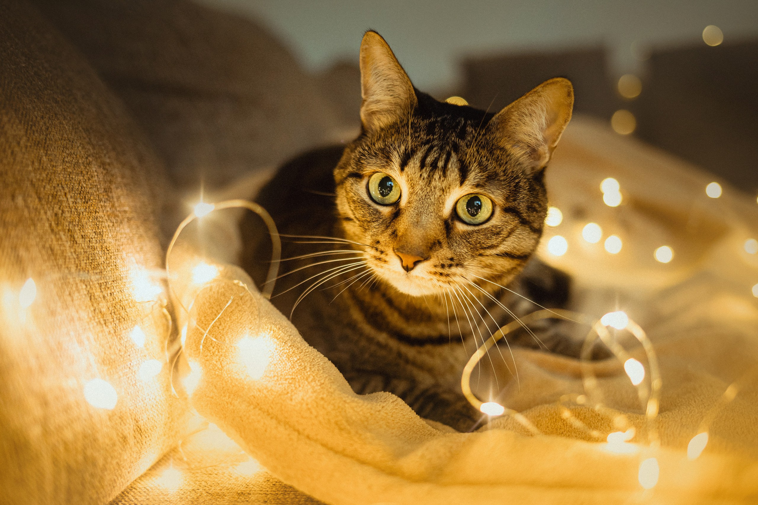 Как я выбираю, на какой объектив снимать животных?