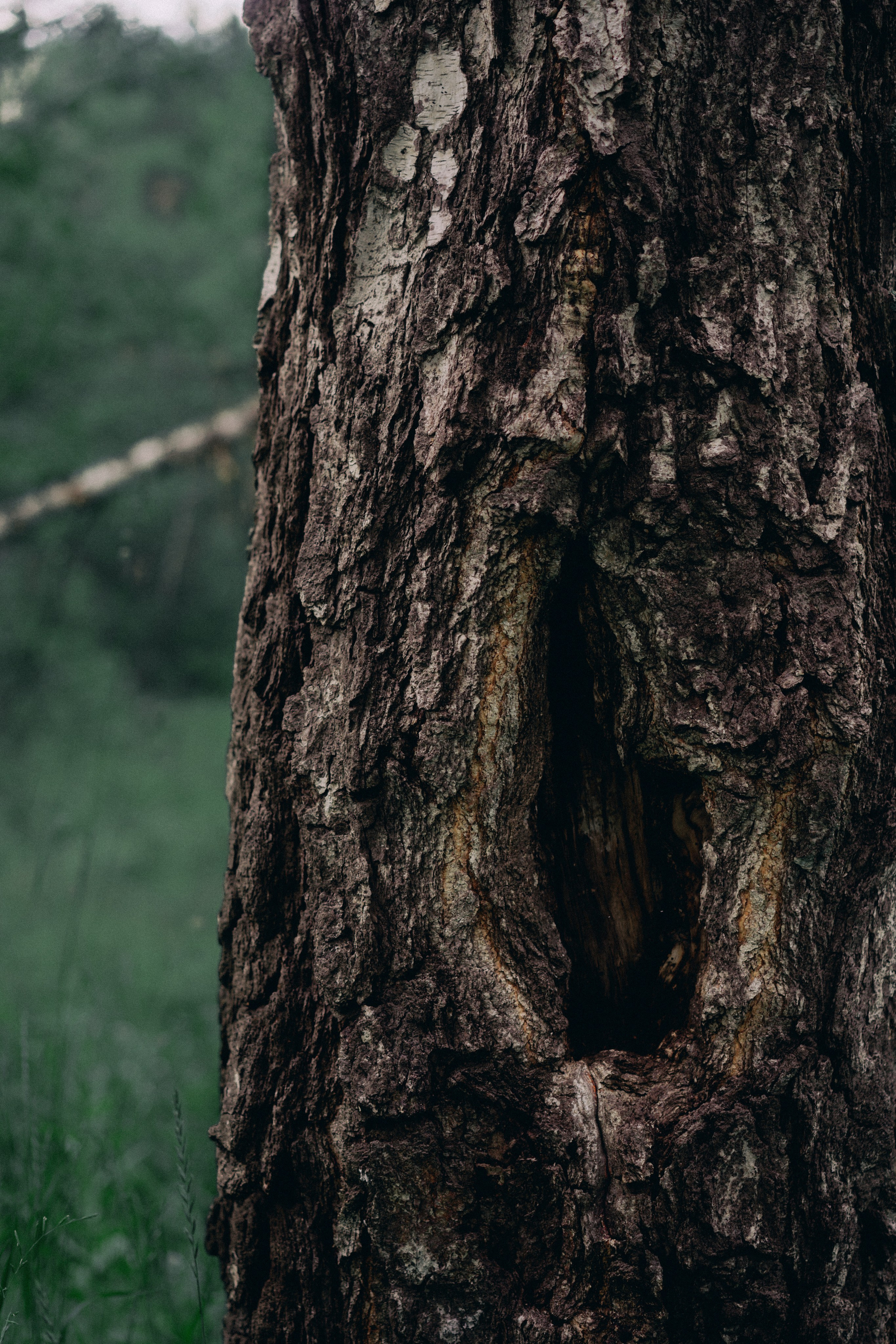 Лес. Veronika Popadeikina Photographer