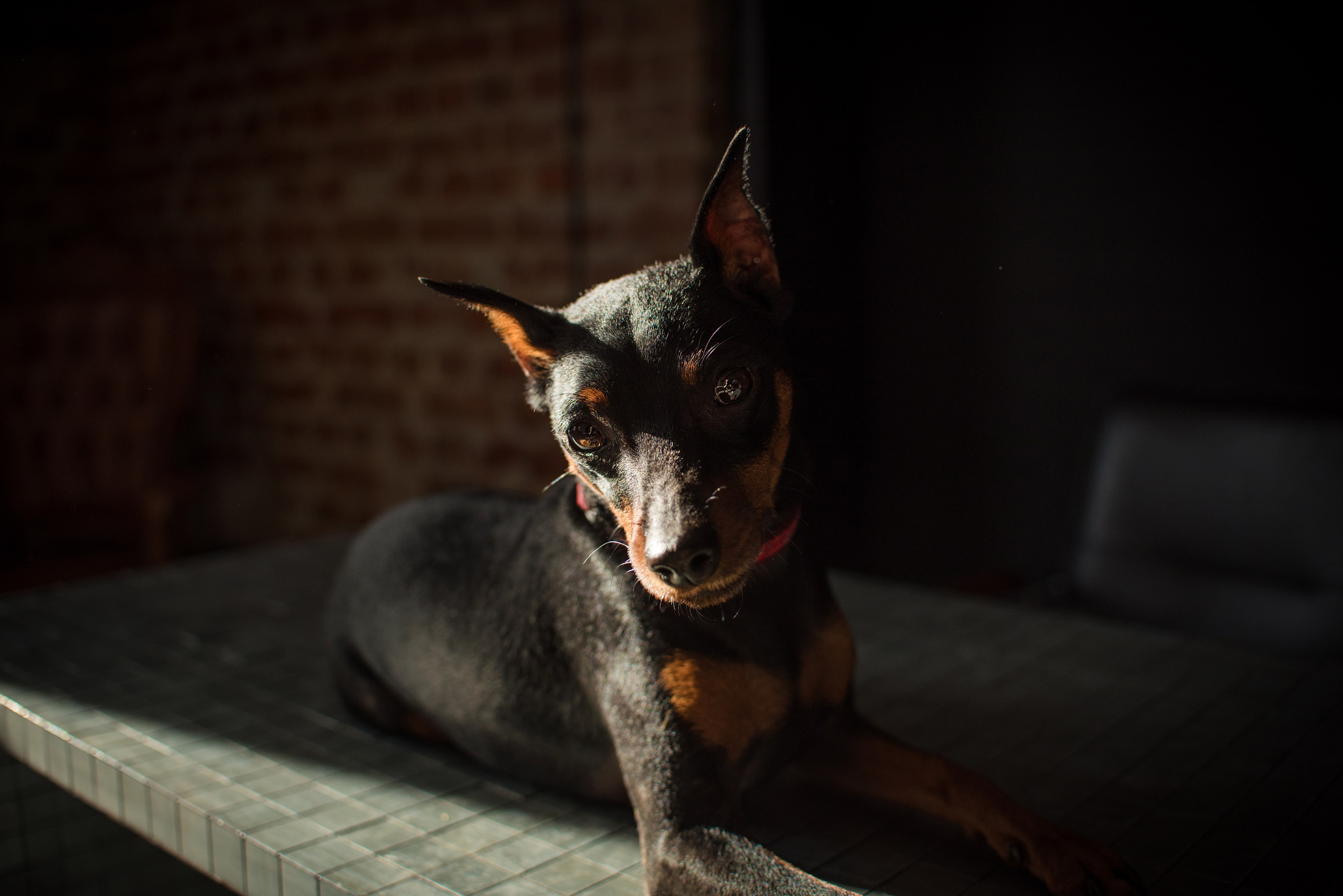 Портфолио. Фотограф-анималист в Екатеринбурге Марина Шишкина