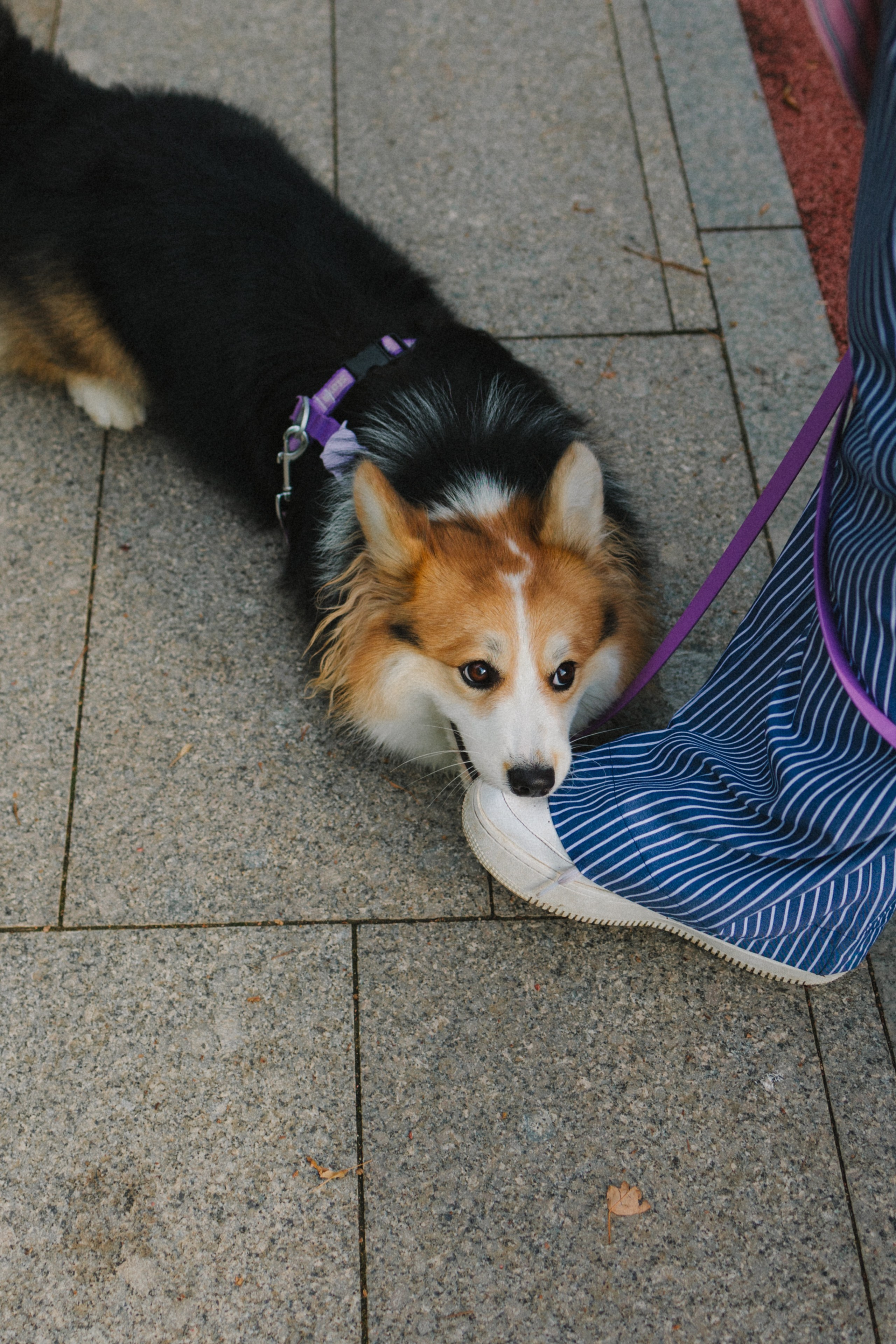 Мишель и Влада. Фотораф — анималист Мария Шистка