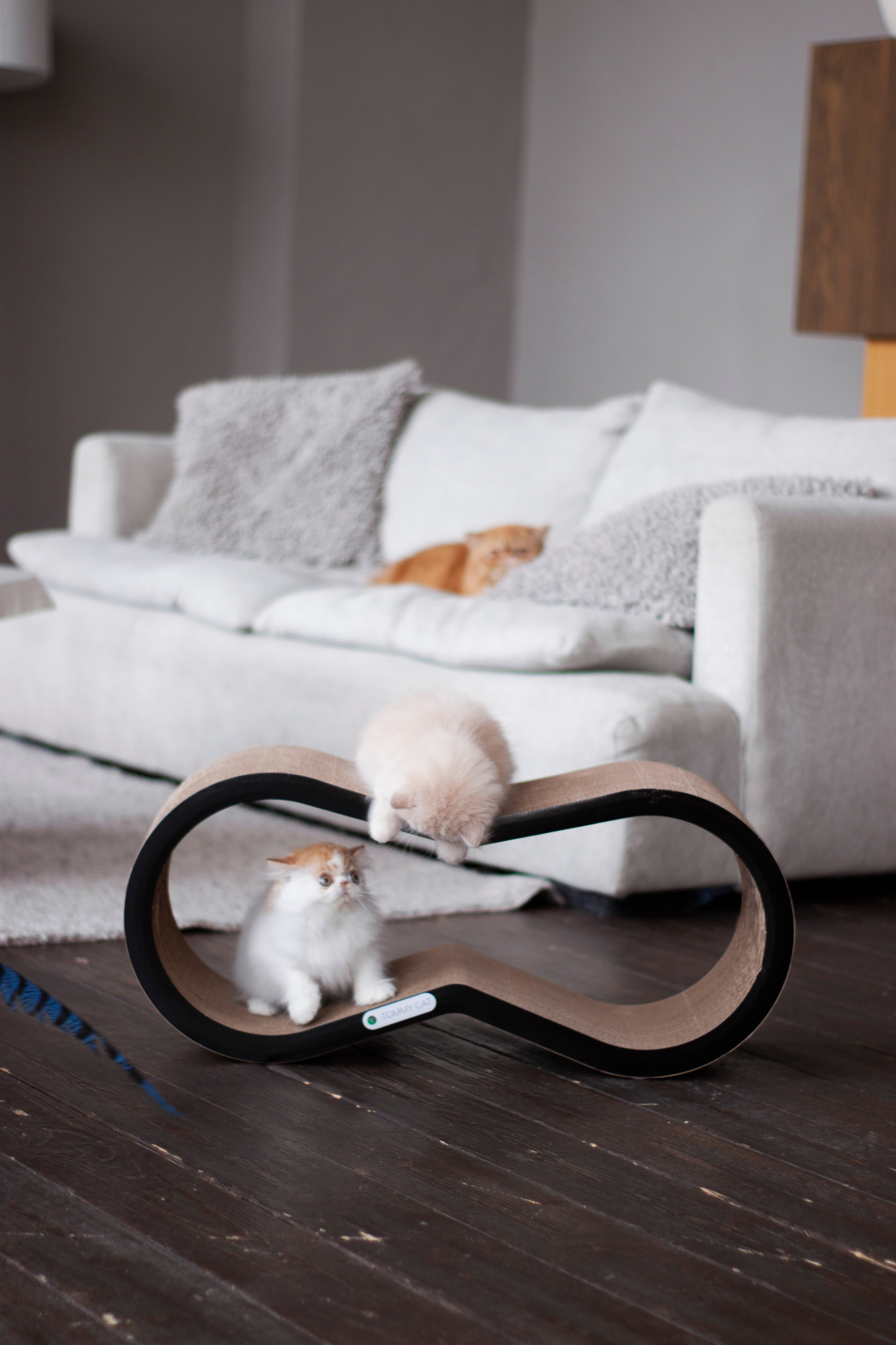 Работа с Tommy cat. Oksan_photo