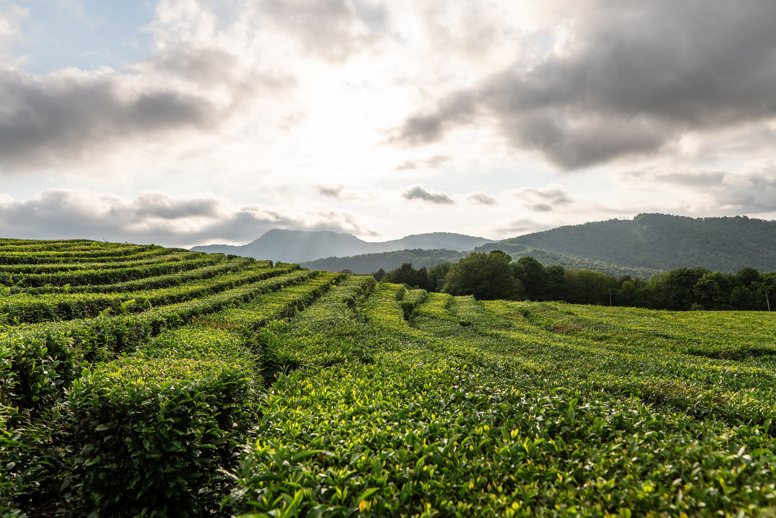 Фотограф на праздник Сочи. Фотограф Сочи