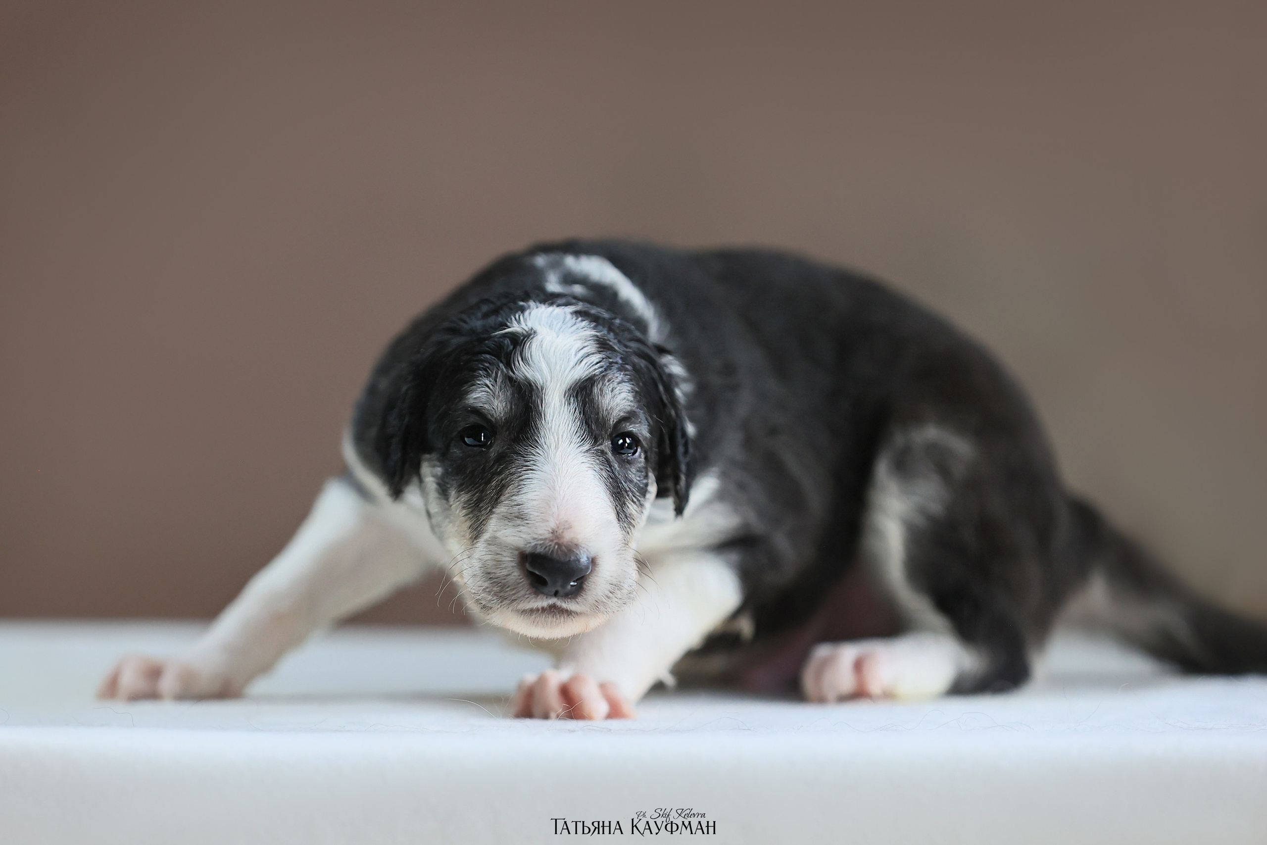 Щенки рпб (3 недели). Фотограф Анималист из Новосибирска Татьяна Кауфман
