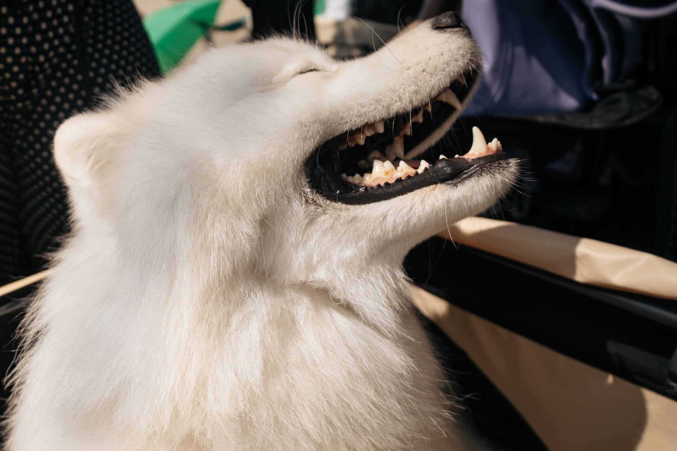 Россия 2025. Фотограф-анималист в Москве Екатерина Тихонова