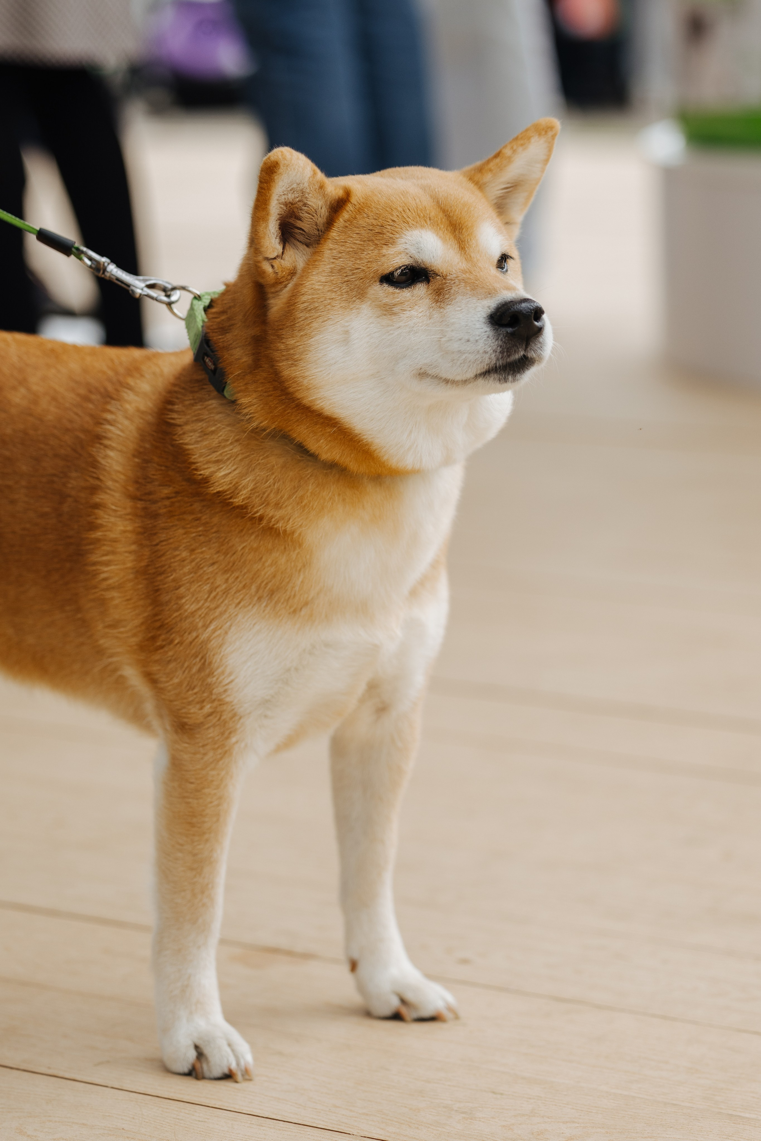 Хвостатый репортаж. Аксана Лисовская фотограф в Москве. Фотографии с характером