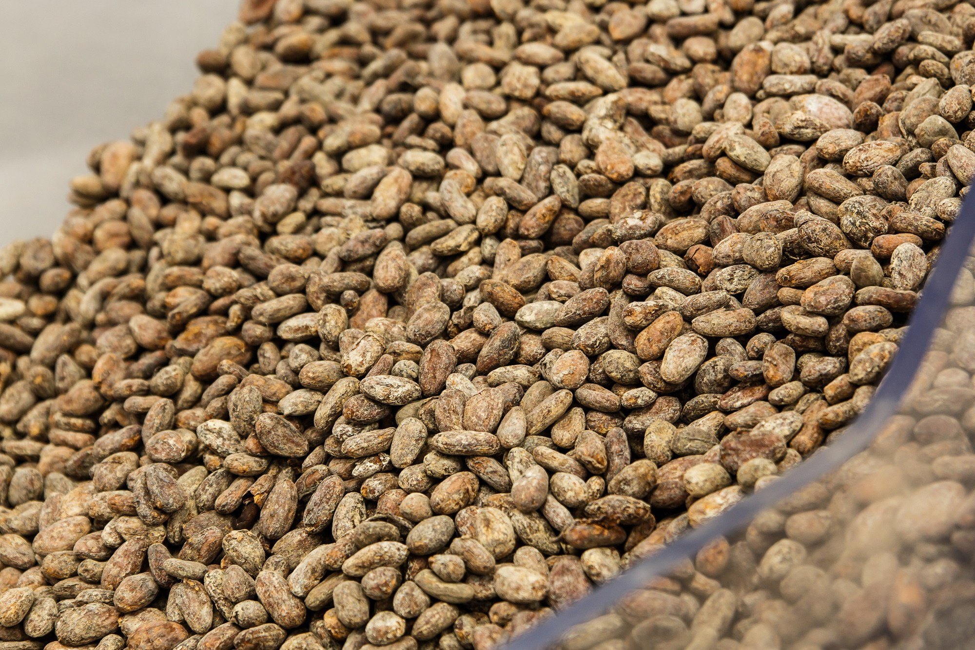 Mojo cacao. Фотограф Ксения Колесникова. Интерьерная и портретная съемка в Москве