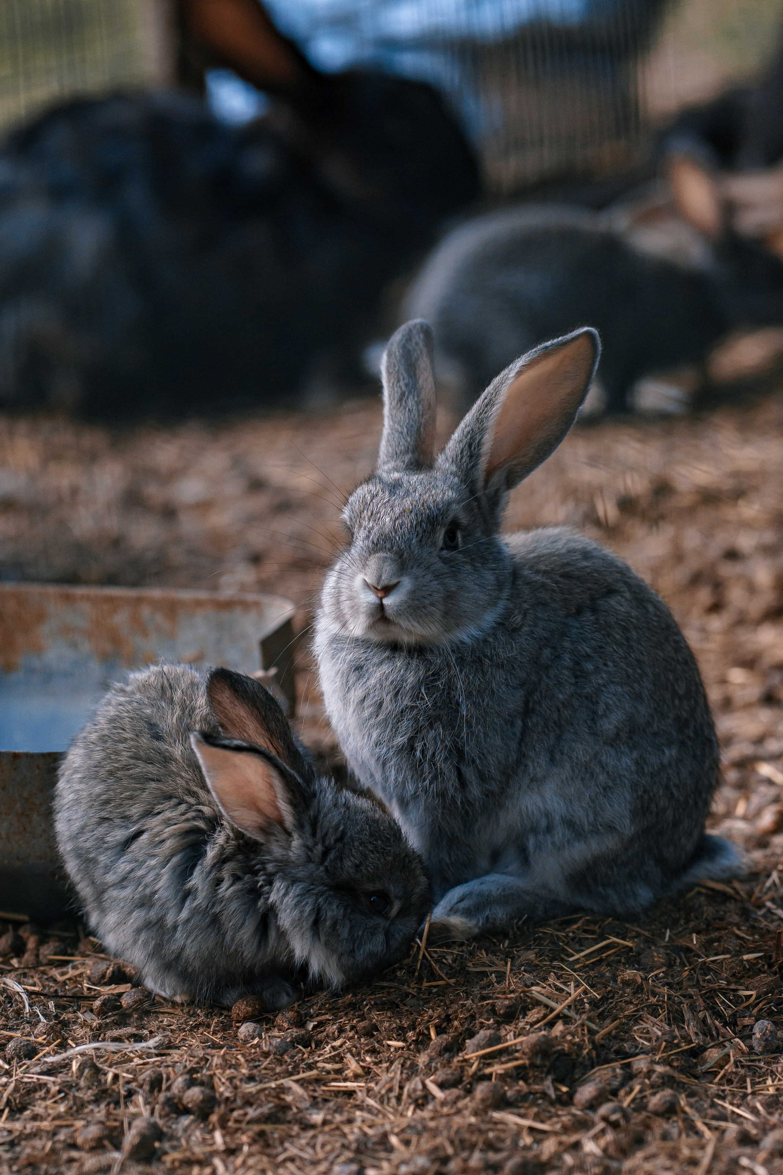 КРОЛИКИ. Фотограф Людмила Панюхина г. Нижний Новгород