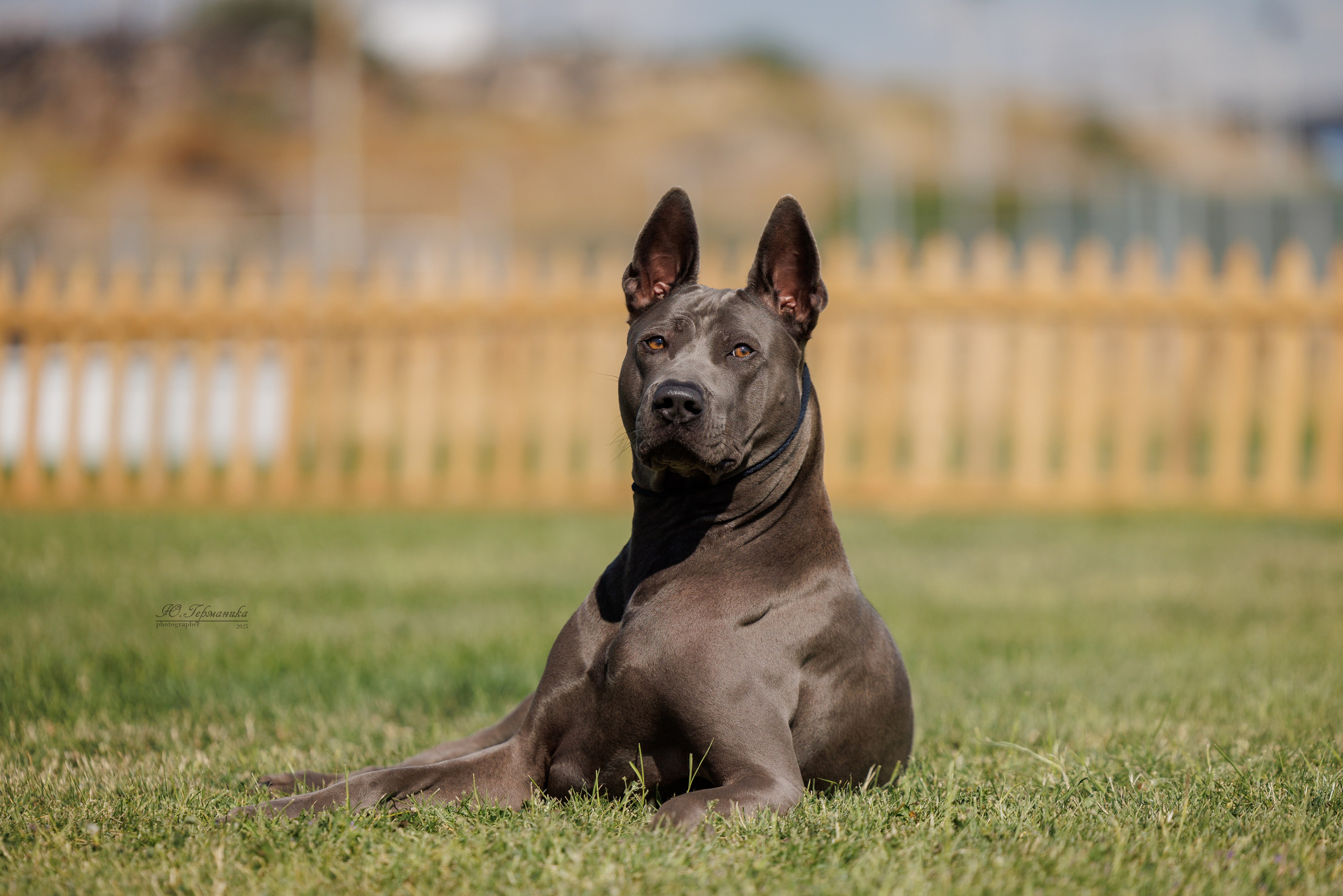 Ереван 3хCACIB 23-25.06.2025. Фотограф-анималист Юлия Германика