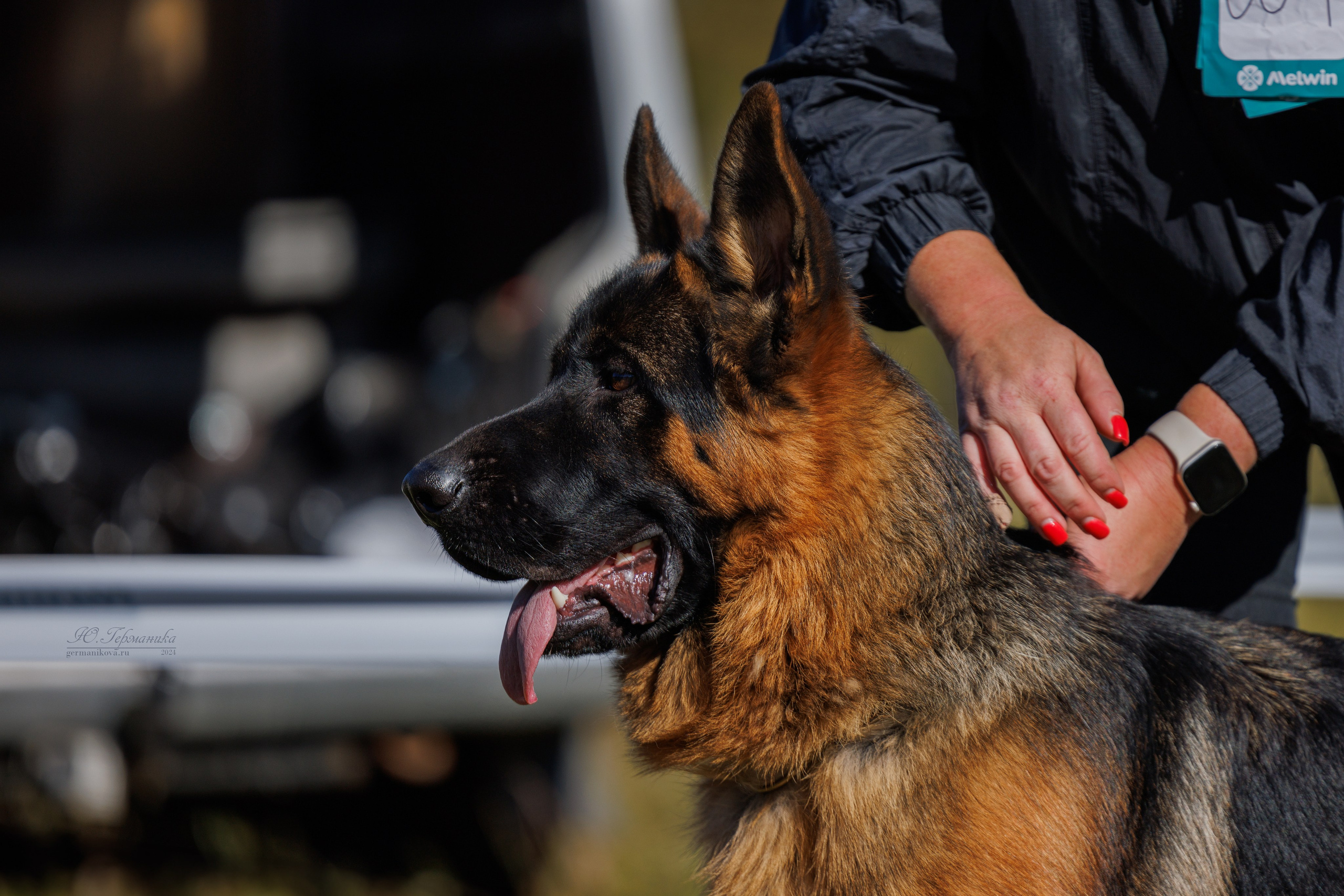 Тверь немецкие овчарки 22.09.2024. Фотограф-анималист Юлия Германика