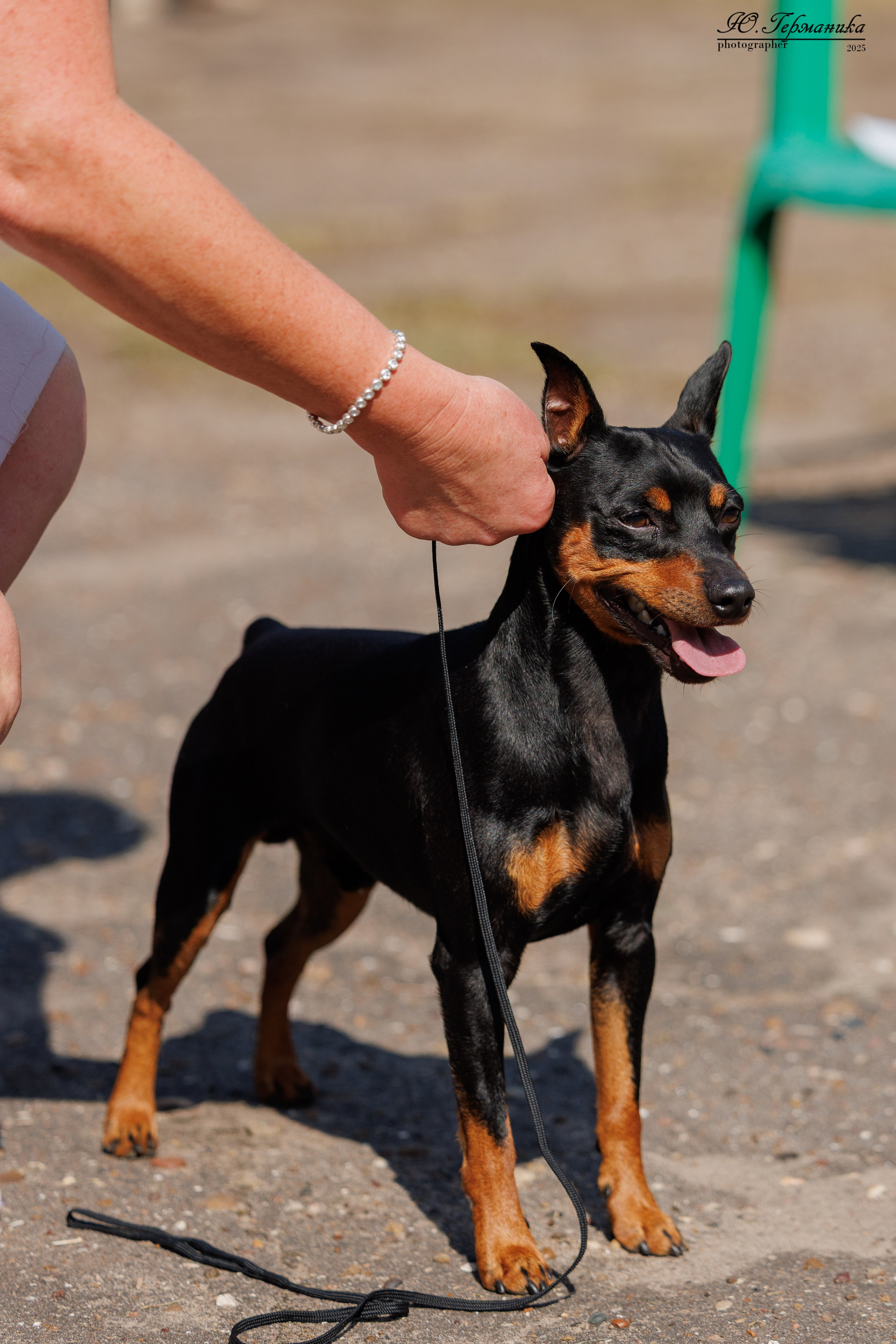 Тверь 10.08.2025. Фотограф-анималист Юлия Германика